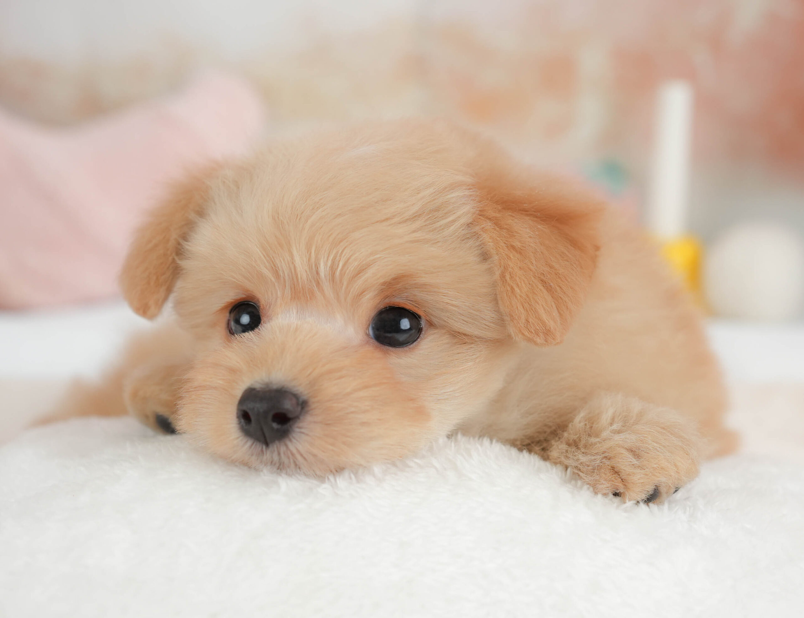 ポメプー | 男の子 | アプリコット | 2026年1月9日