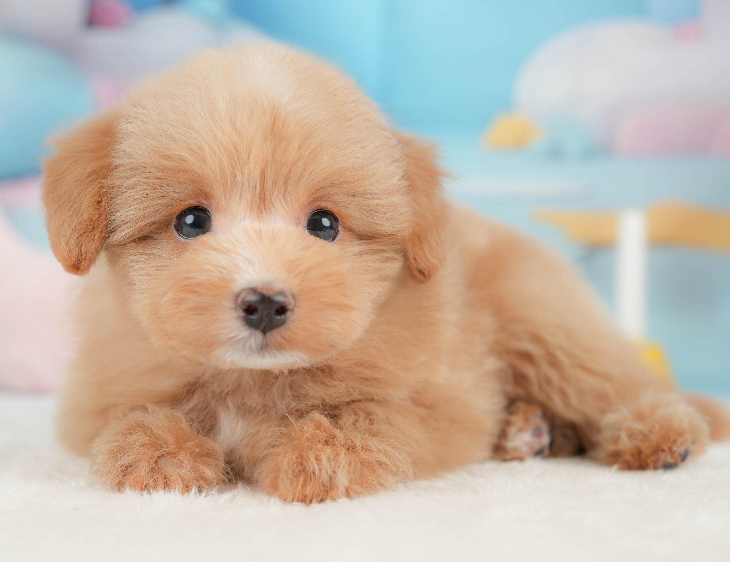 ポメプー | 男の子 | アプリコット | 2026年1月9日