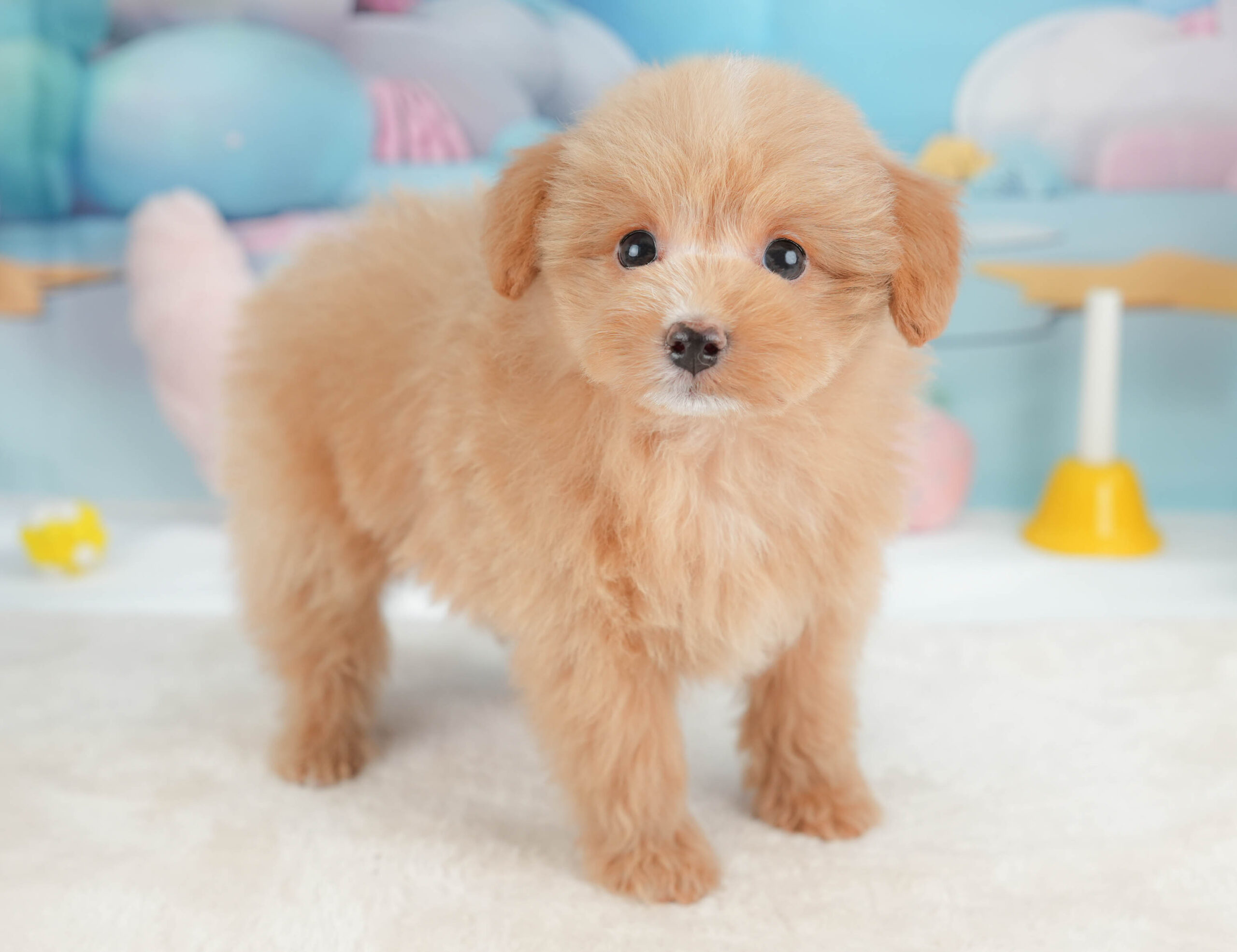 ポメプー | 男の子 | アプリコット | 2026年1月9日