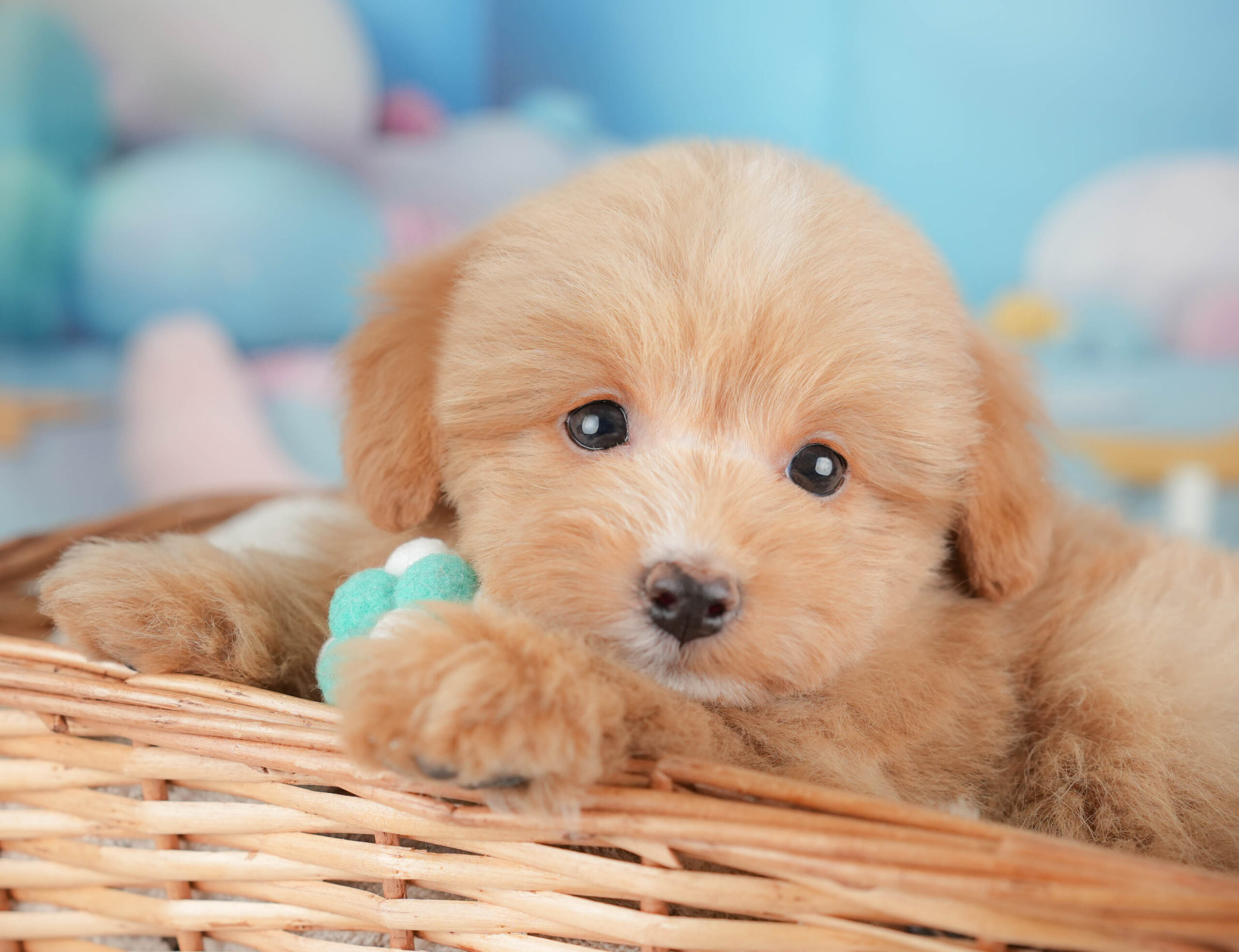 ポメプー | 男の子 | アプリコット | 2026年1月9日