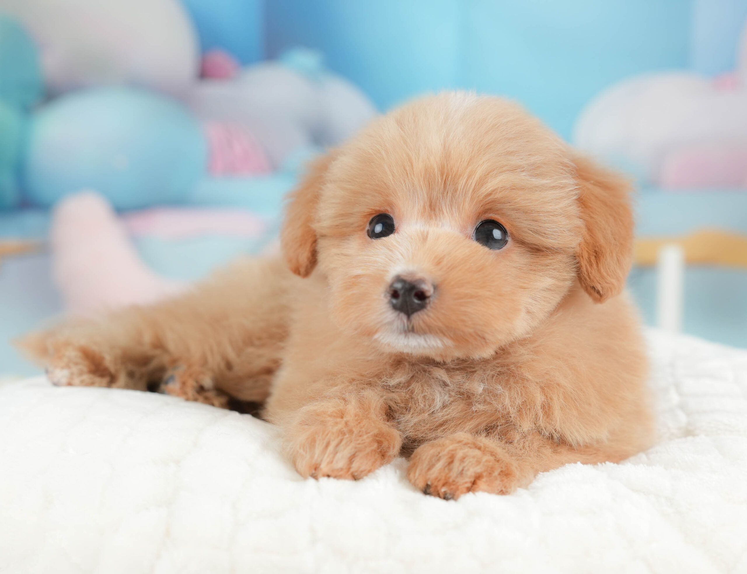 ポメプー | 男の子 | アプリコット | 2026年1月9日