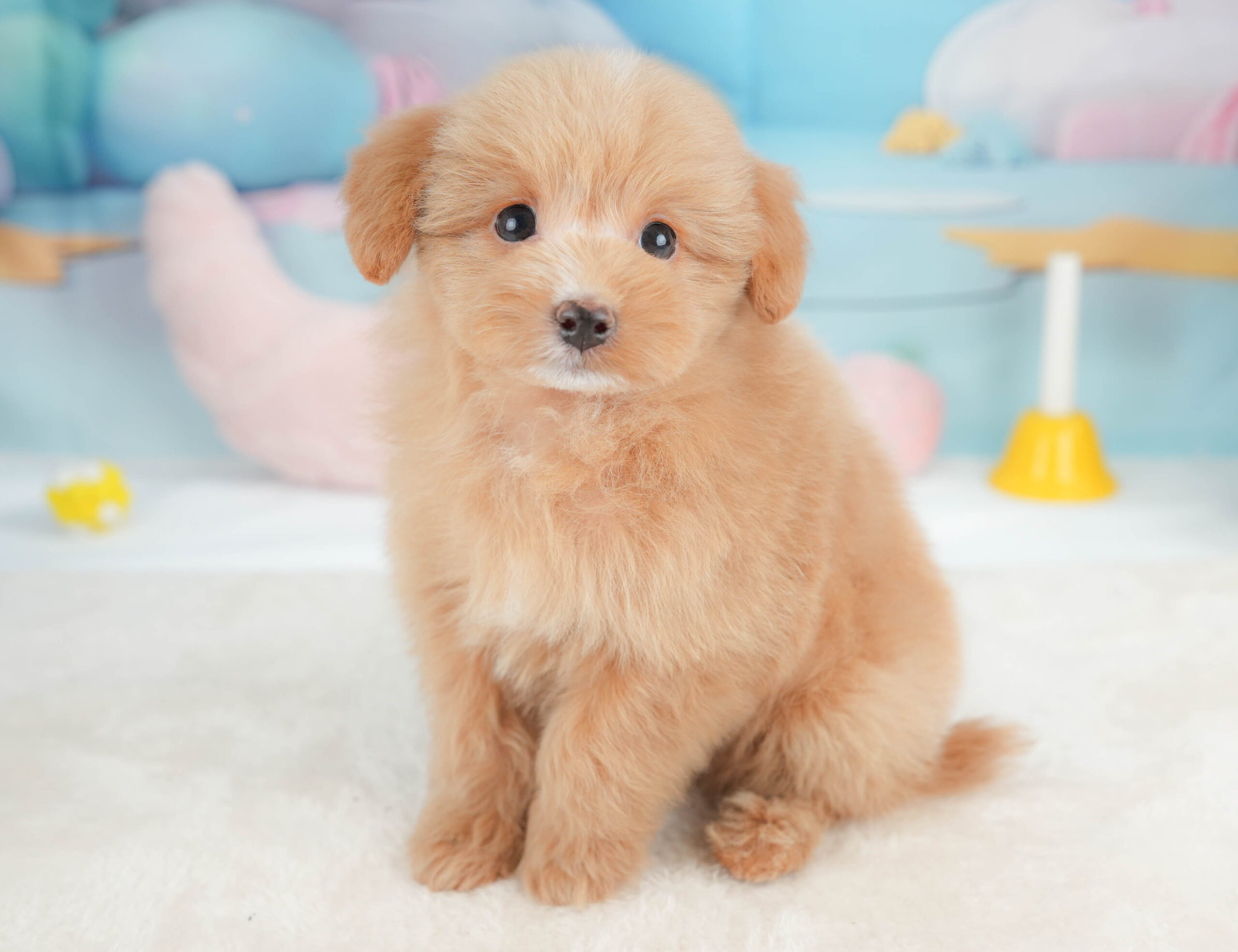 ポメプー | 男の子 | アプリコット | 2026年1月9日