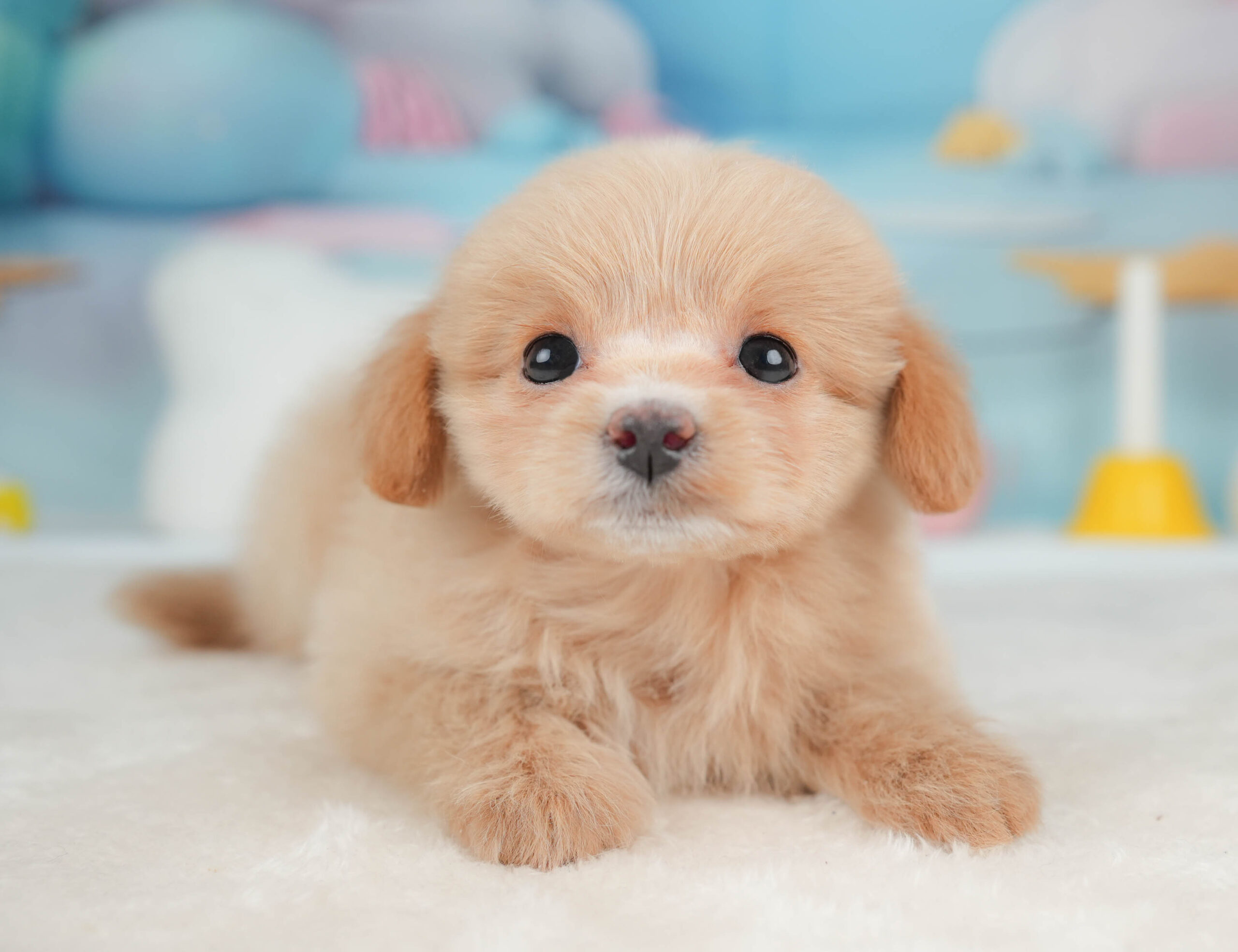ポメプー | 女の子 | アプリコット | 2026年1月9日