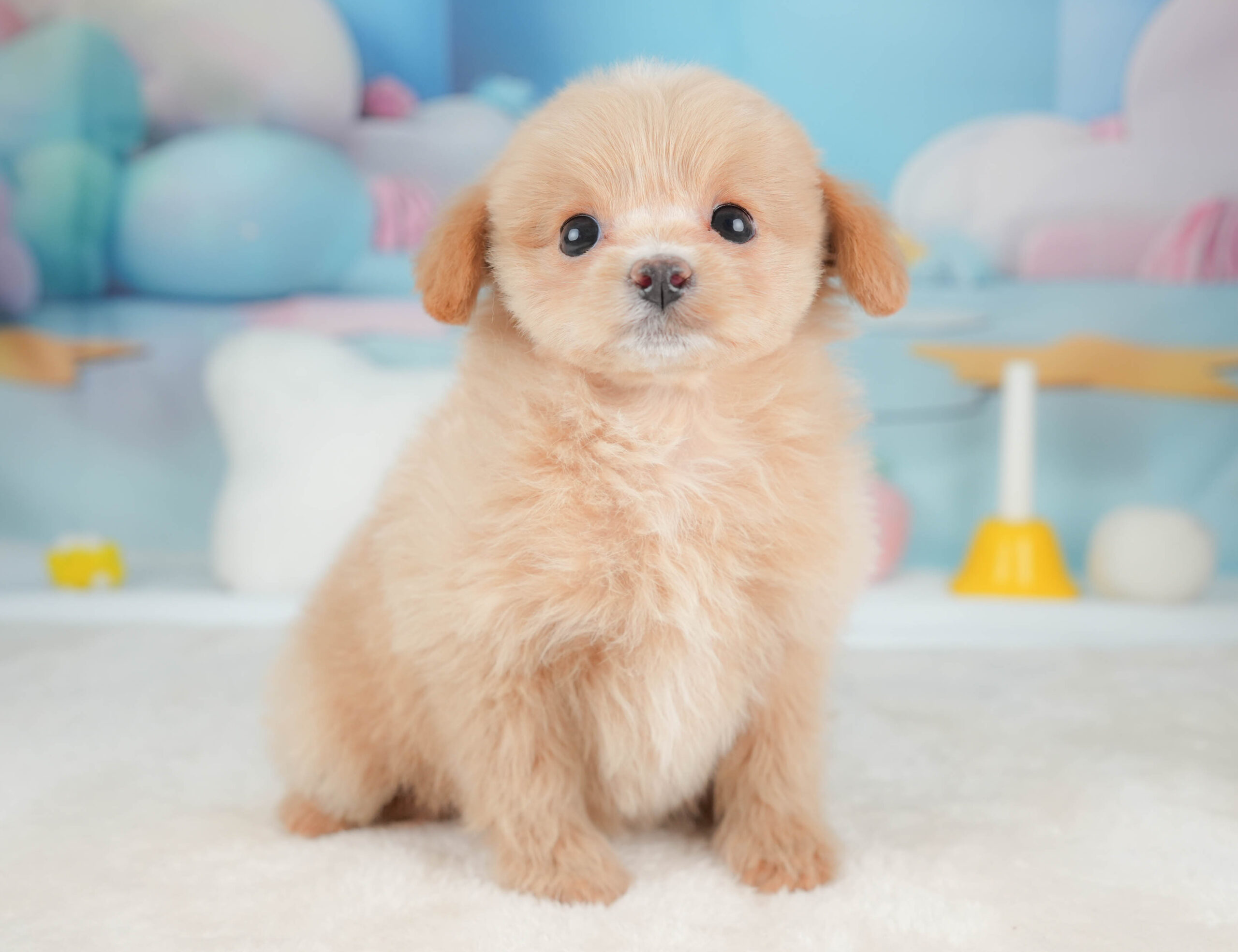 ポメプー | 女の子 | アプリコット | 2026年1月9日