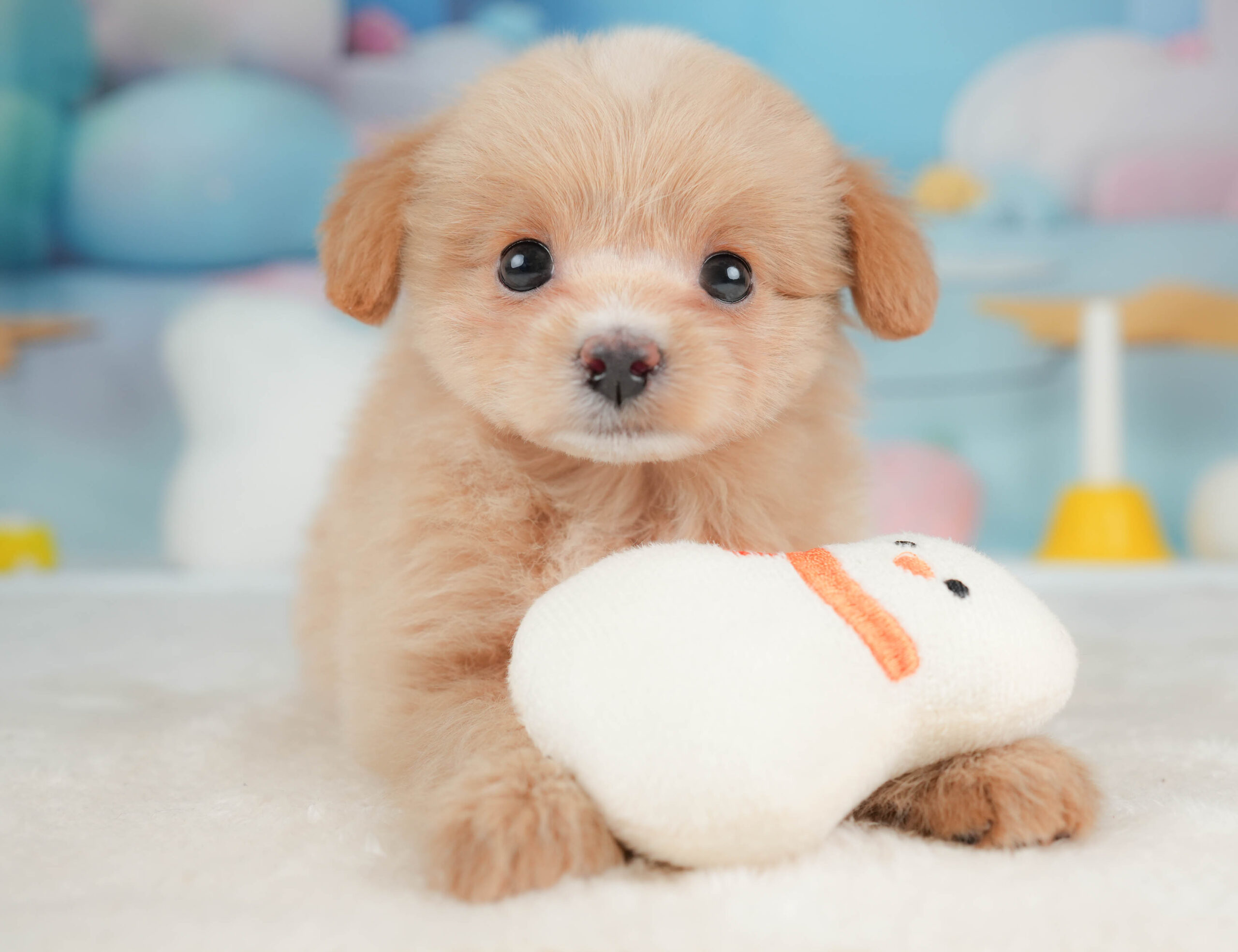 ポメプー | 女の子 | アプリコット | 2026年1月9日