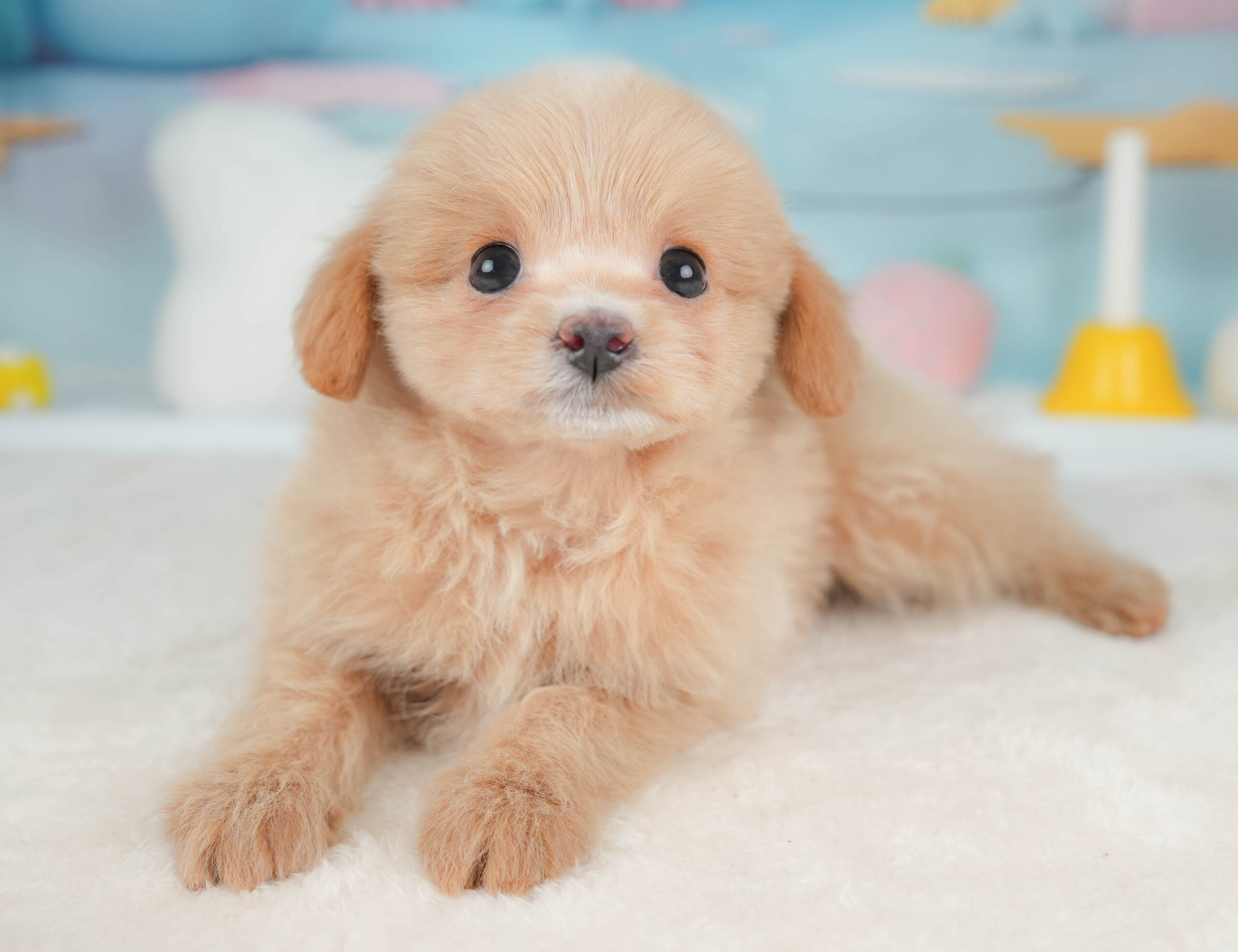 ポメプー | 女の子 | アプリコット | 2026年1月9日