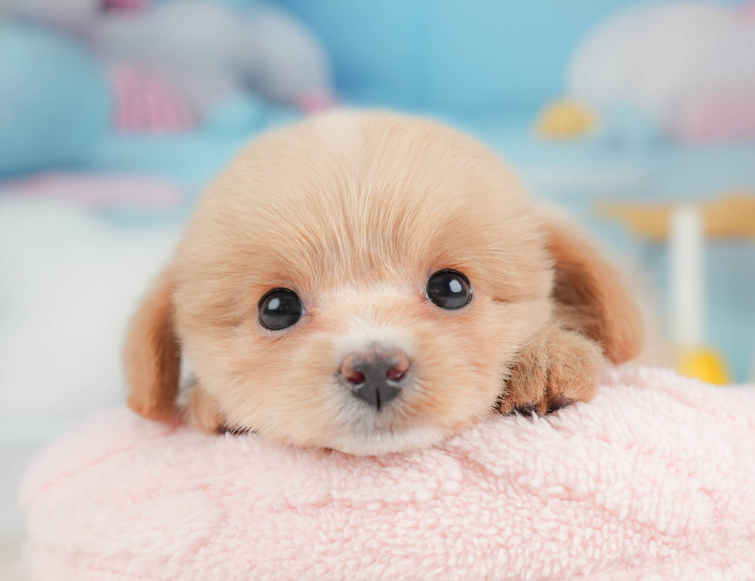 ポメプー | 女の子 | アプリコット | 2026年1月9日