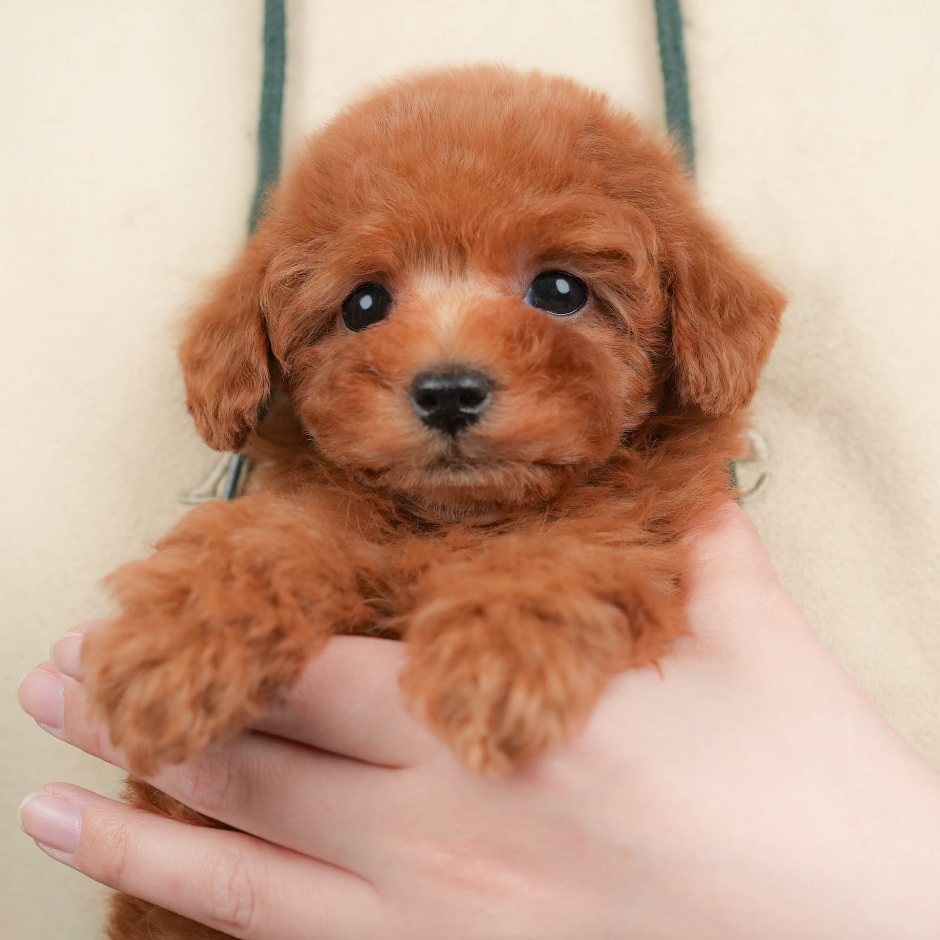 タイニー・プードル | 男の子 | レッド | 2026年1月13日