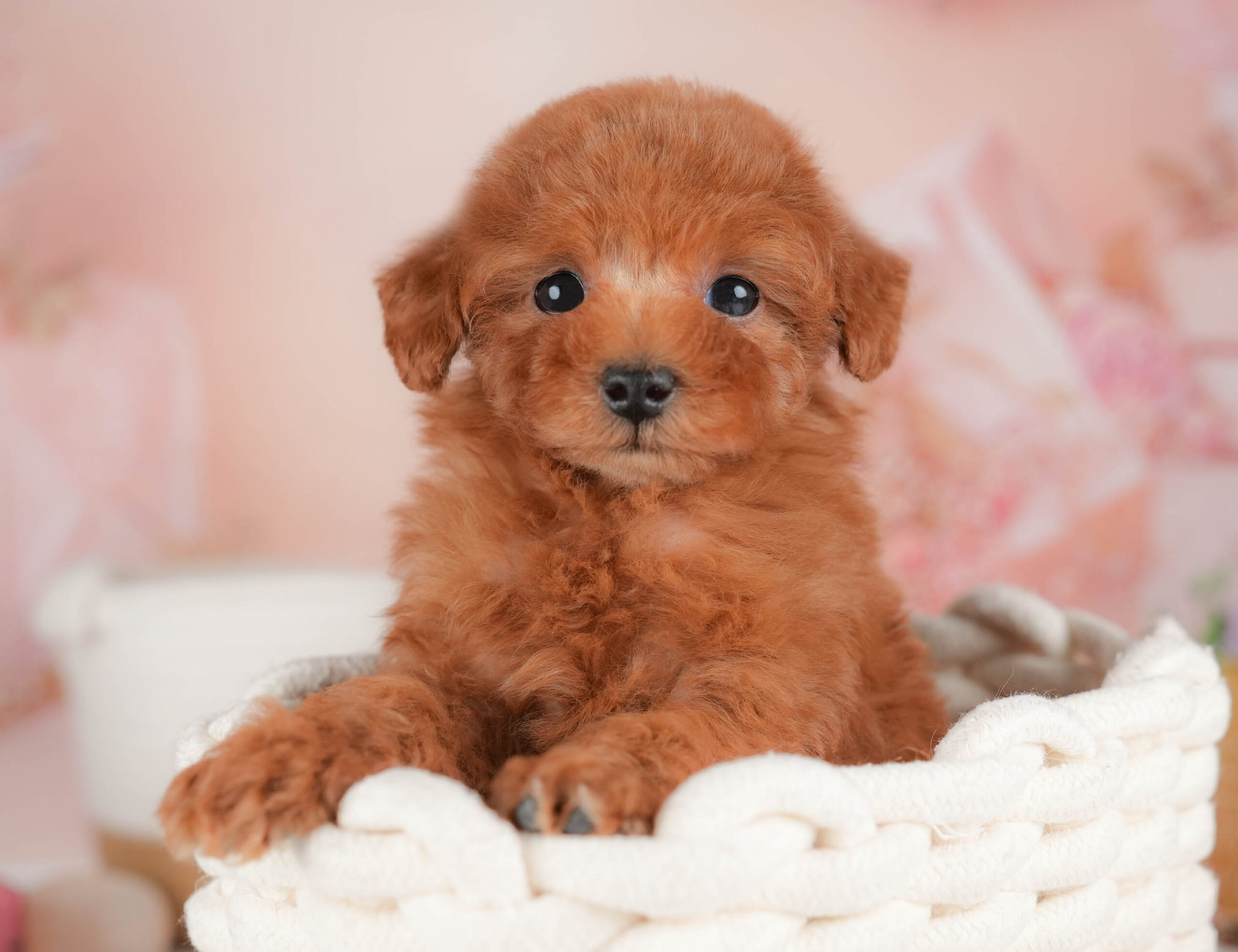 タイニー・プードル | 男の子 | レッド | 2026年1月13日