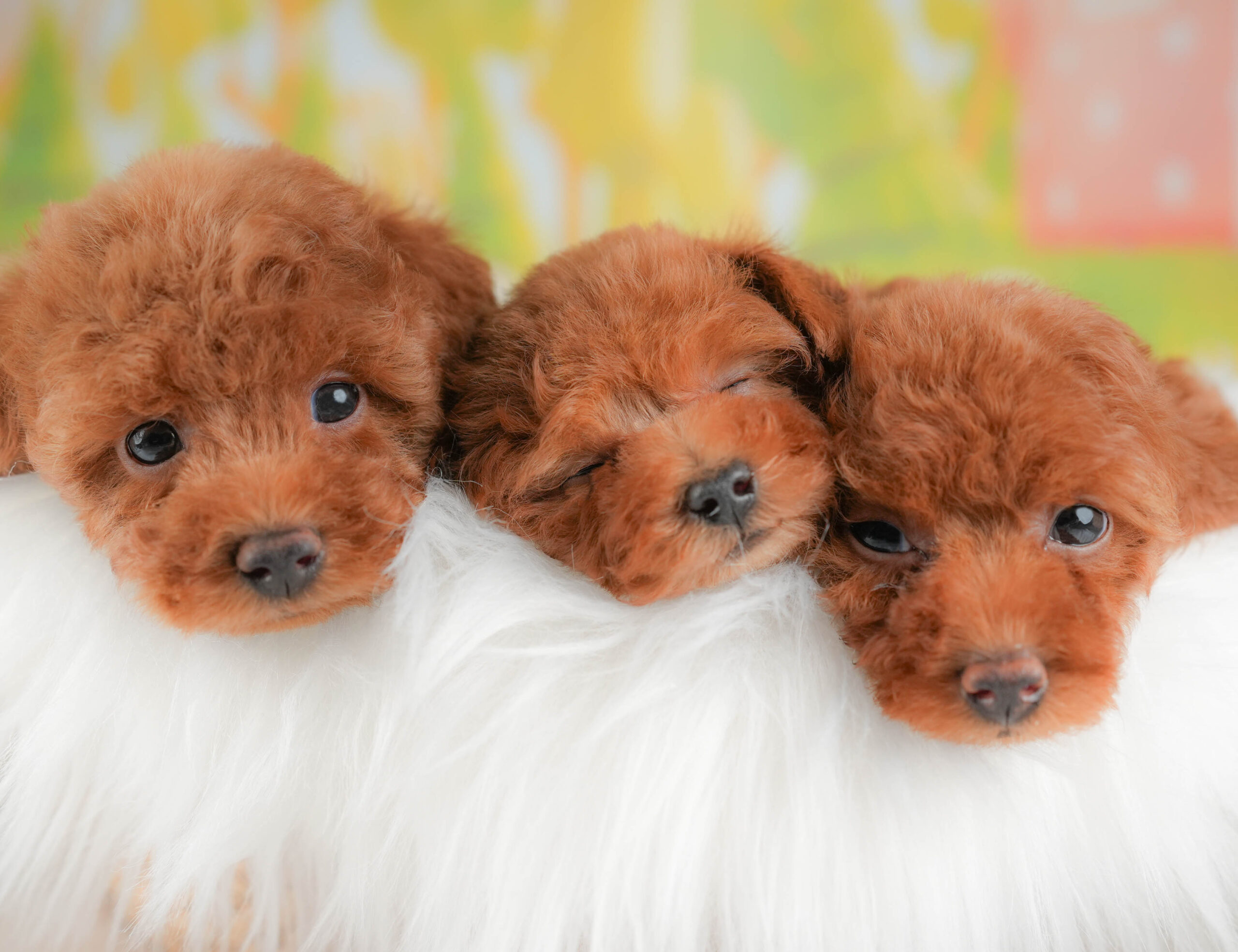 タイニー・プードル | 男の子 | レッド | 2026年1月13日