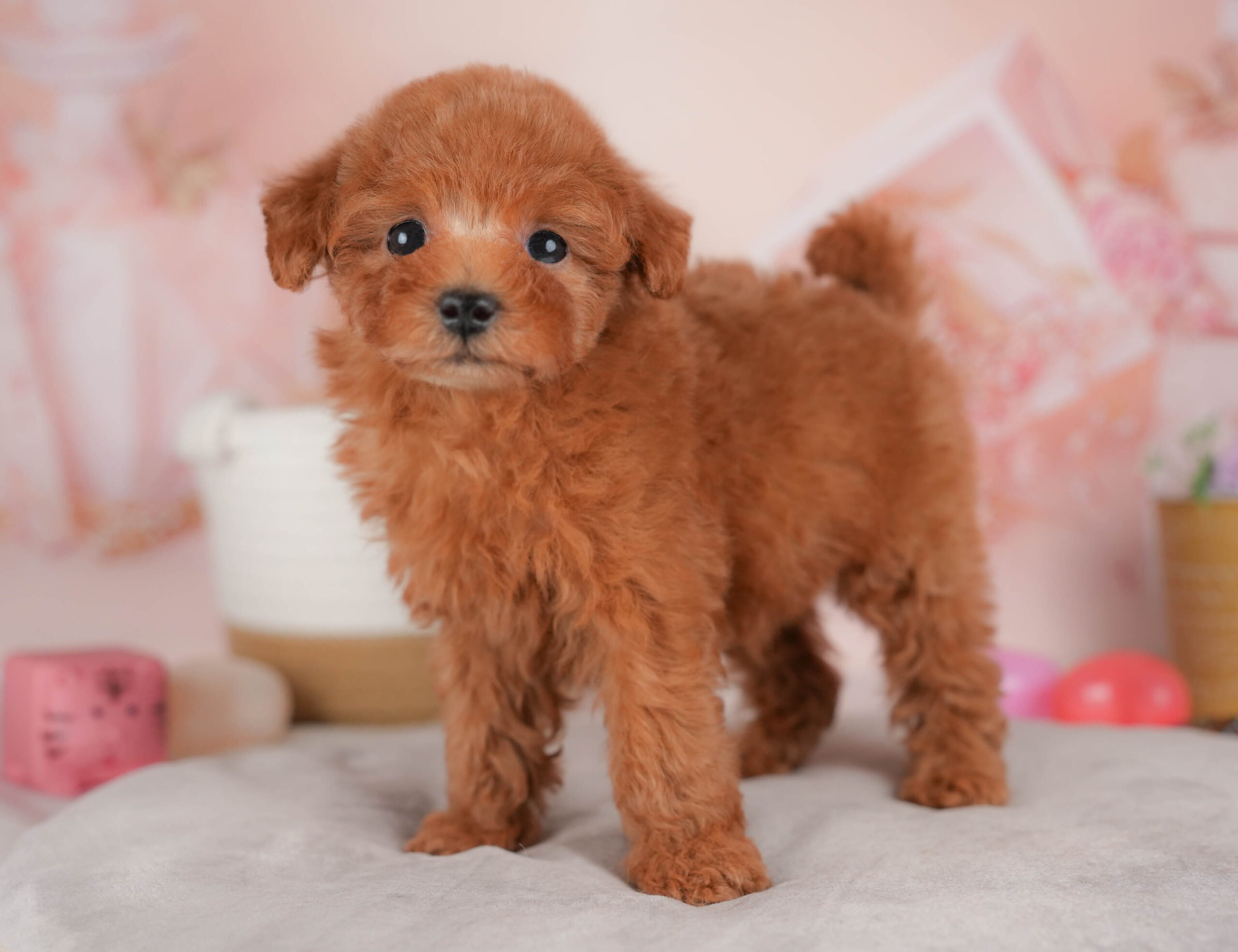 タイニー・プードル | 男の子 | レッド | 2026年1月13日