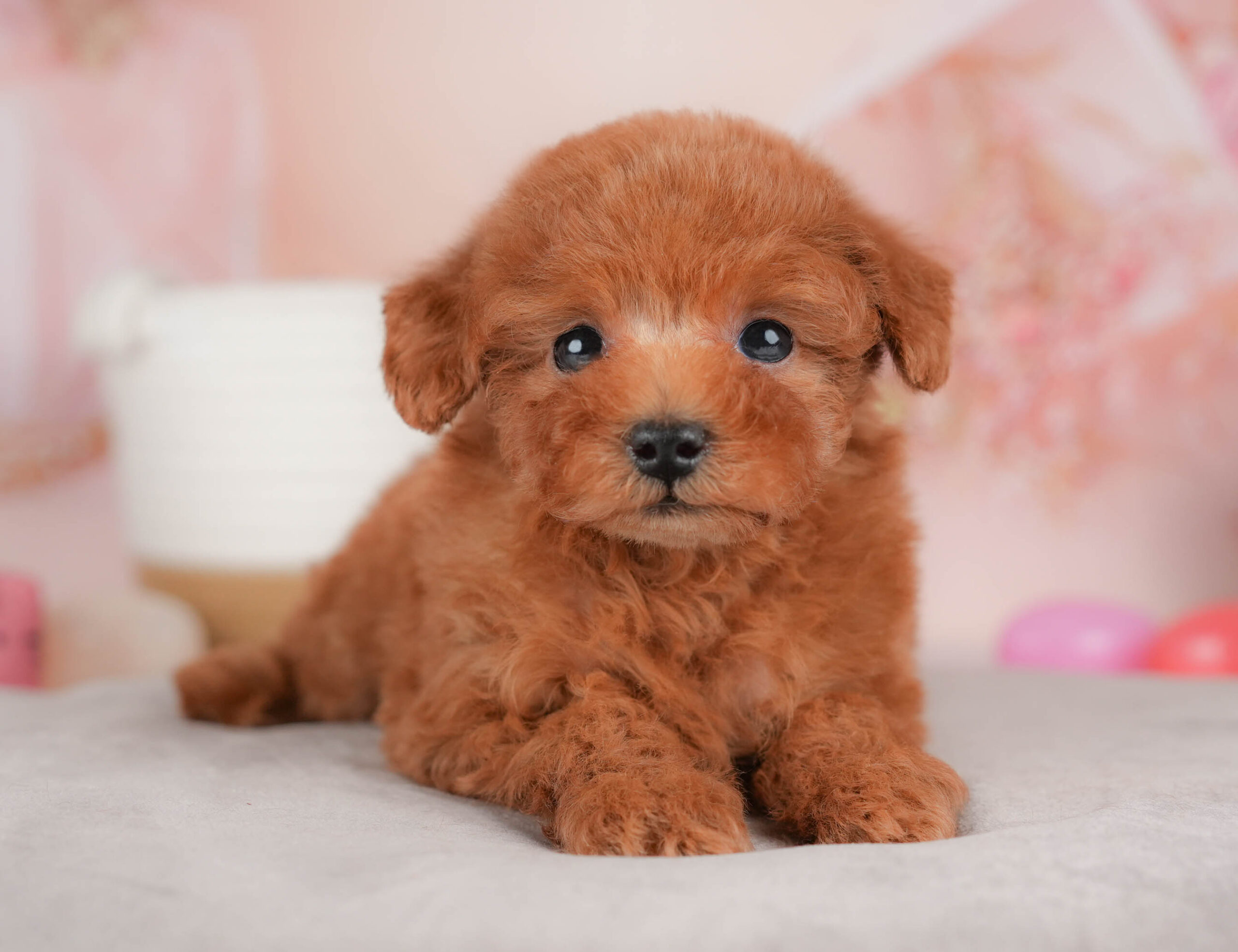 タイニー・プードル | 男の子 | レッド | 2026年1月13日