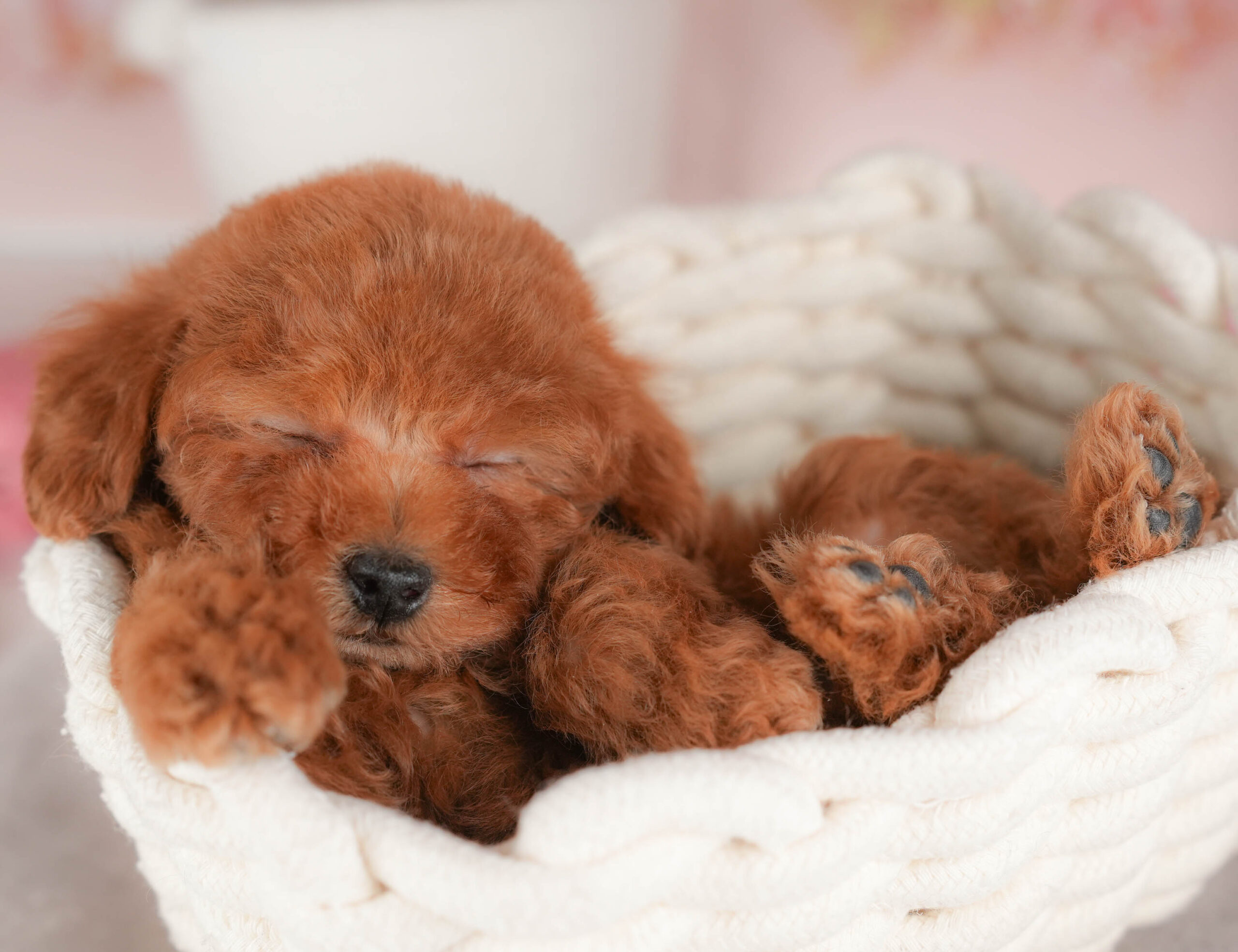 タイニー・プードル | 男の子 | レッド | 2026年1月13日