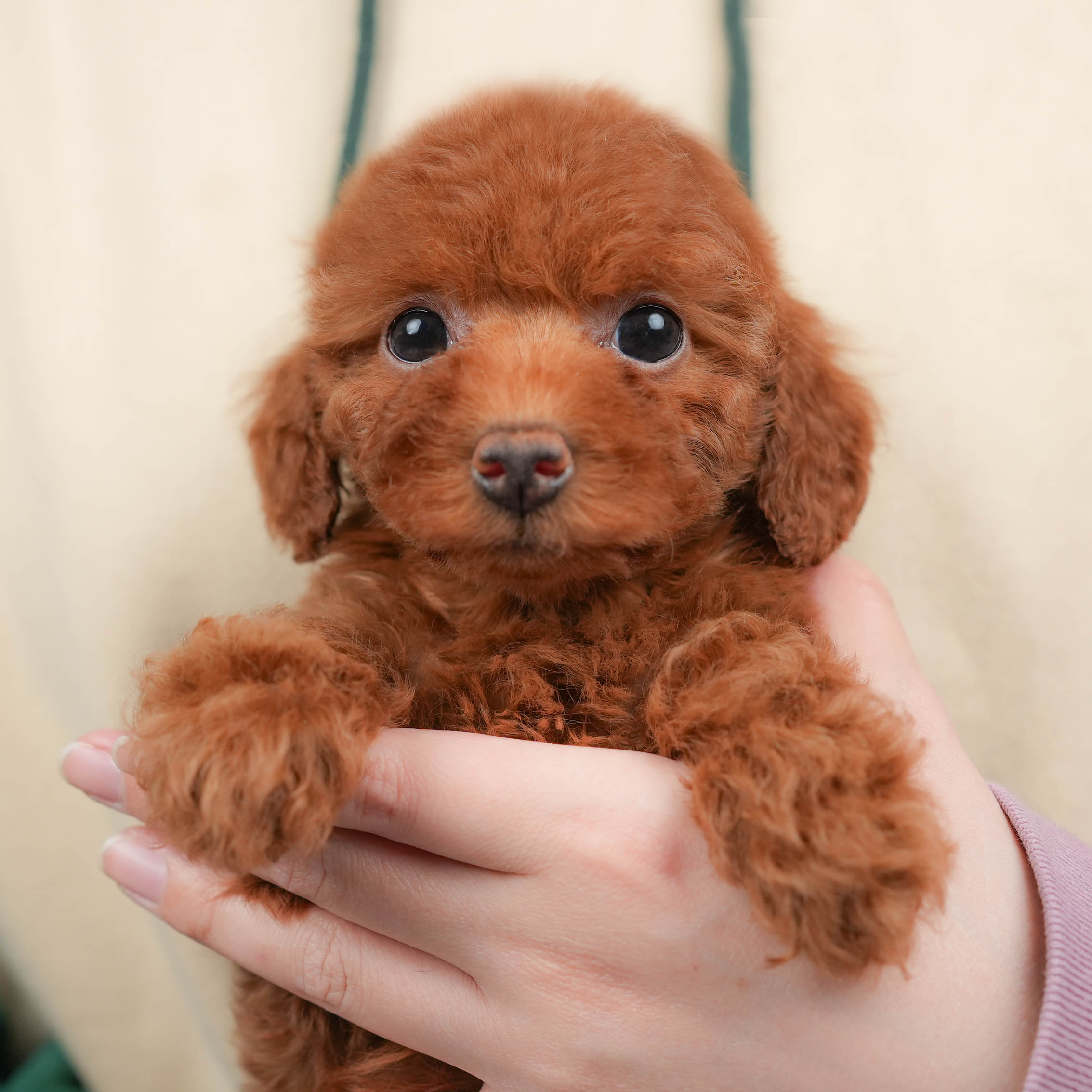 トイ・プードル | 女の子 | レッド | 2026年1月13日