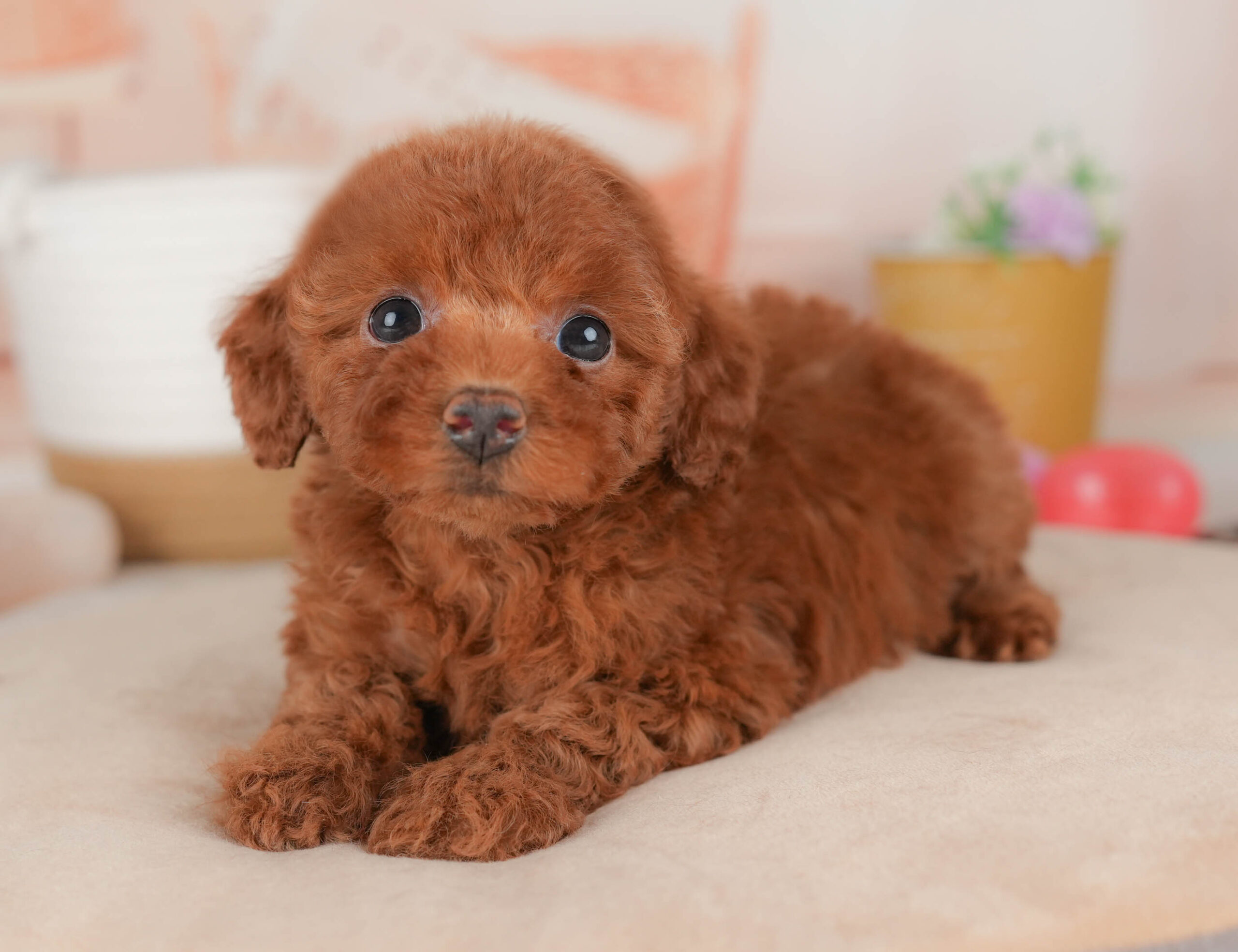 トイ・プードル | 女の子 | レッド | 2026年1月13日