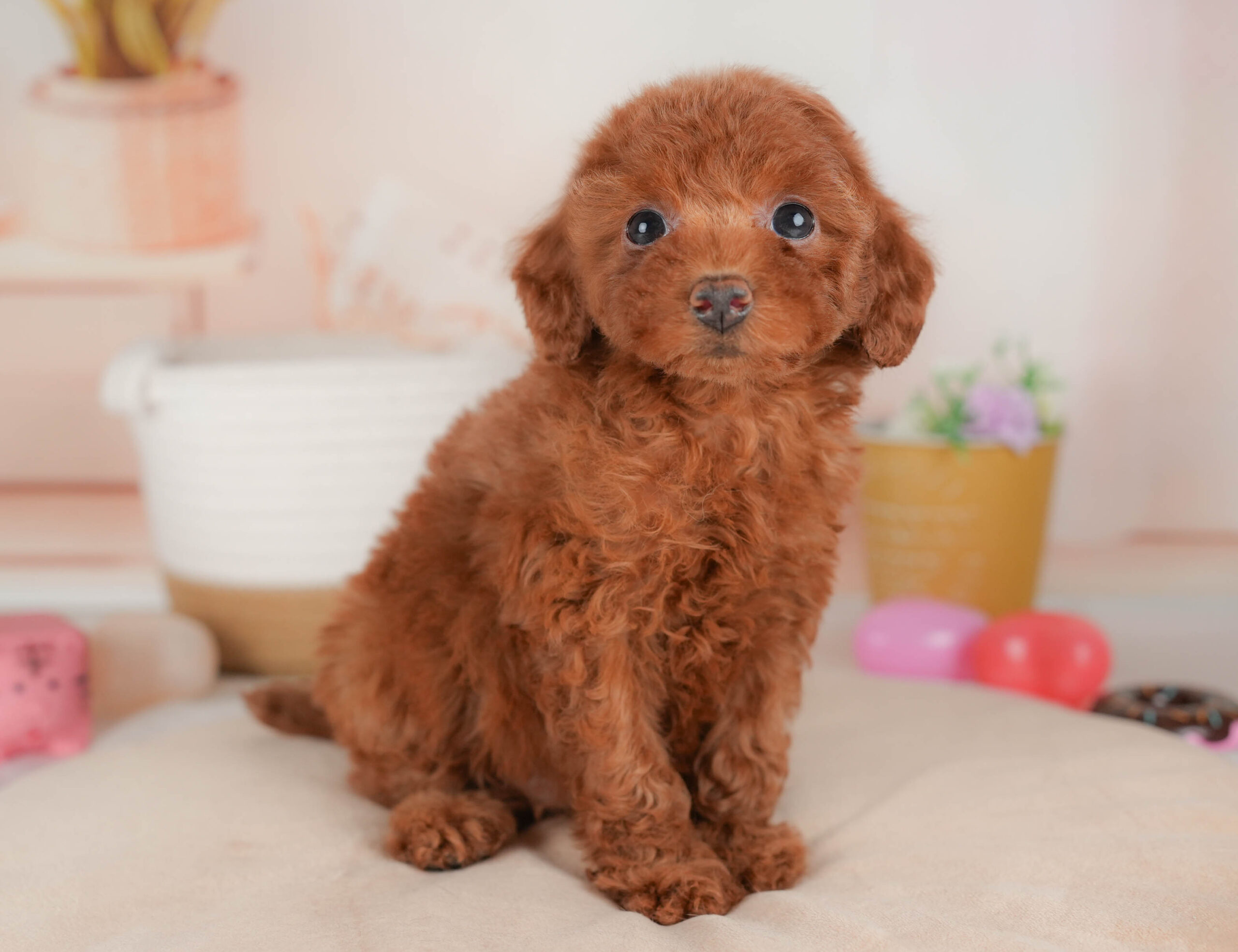 トイ・プードル | 女の子 | レッド | 2026年1月13日