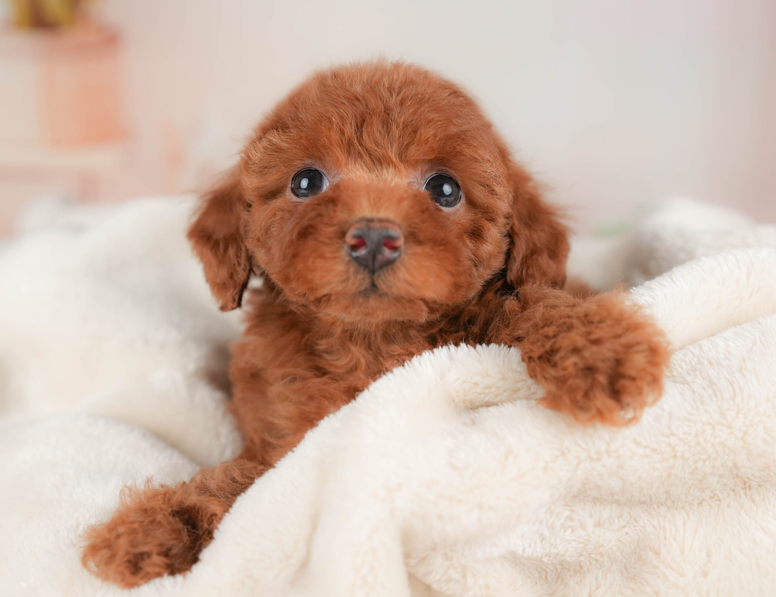 トイ・プードル | 女の子 | レッド | 2026年1月13日