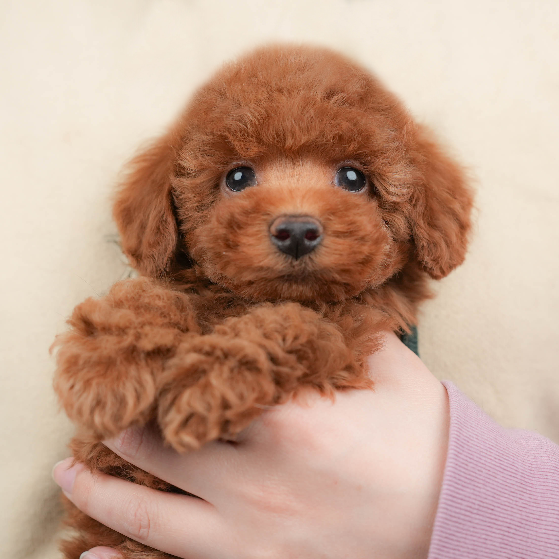 トイ・プードル | 男の子 | レッド | 2026年1月13日