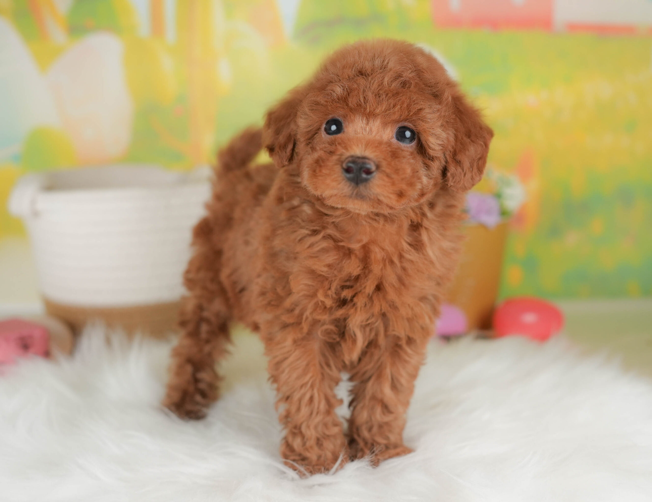 トイ・プードル | 男の子 | レッド | 2026年1月13日