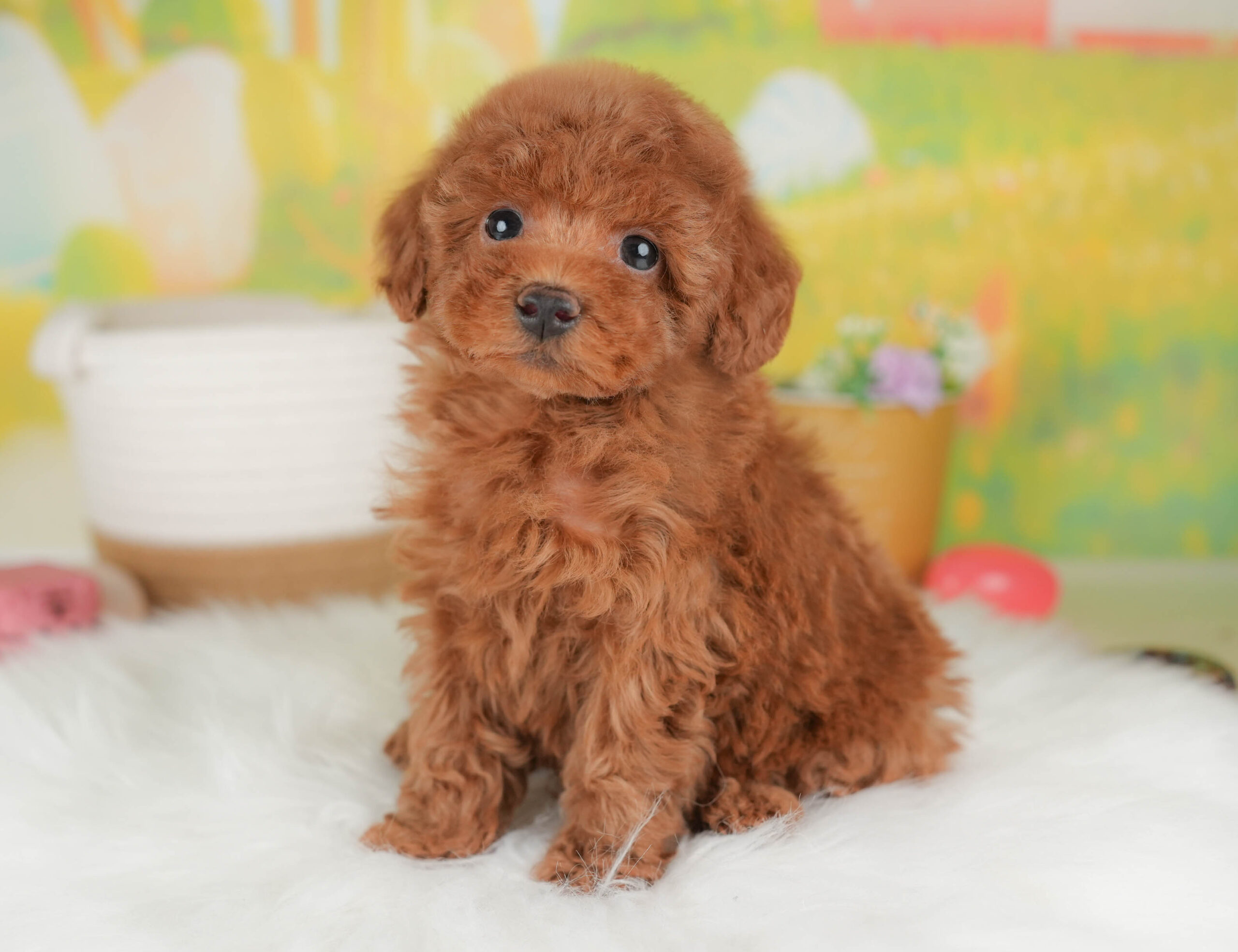 トイ・プードル | 男の子 | レッド | 2026年1月13日