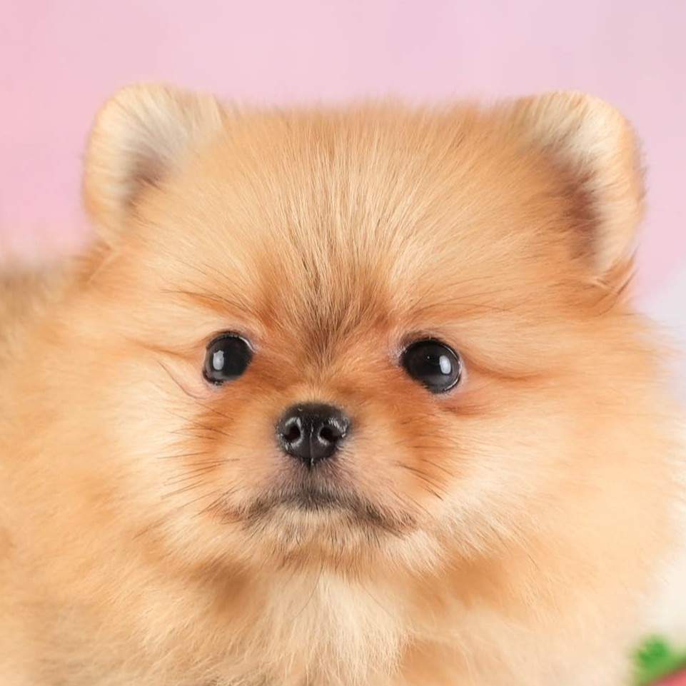 ポメラニアン | 女の子 | オレンジ | 2026年1月15日