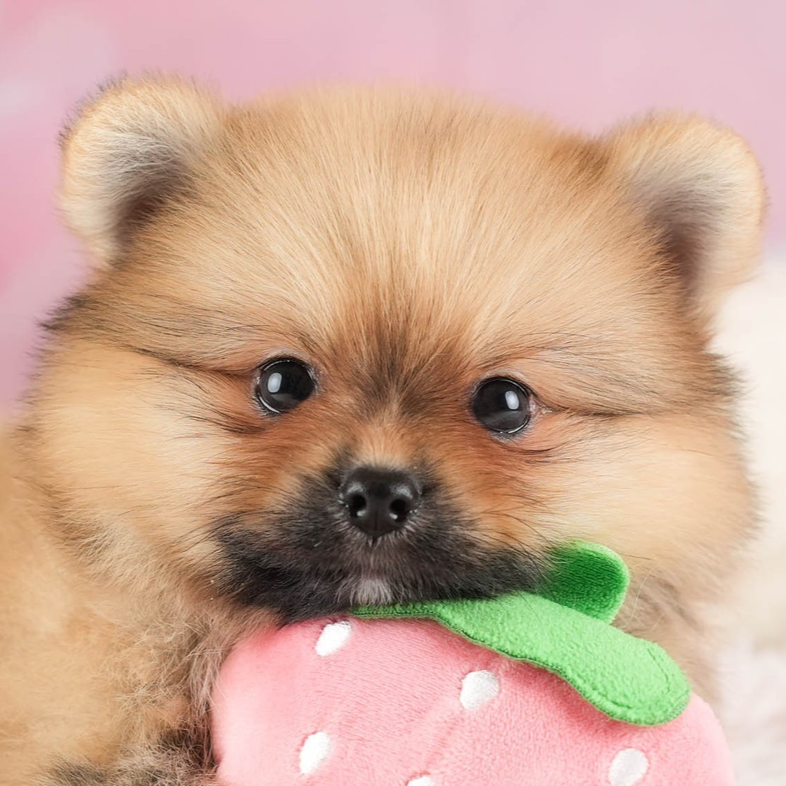 ポメラニアン | 男の子 | オレンジ | 2026年1月15日