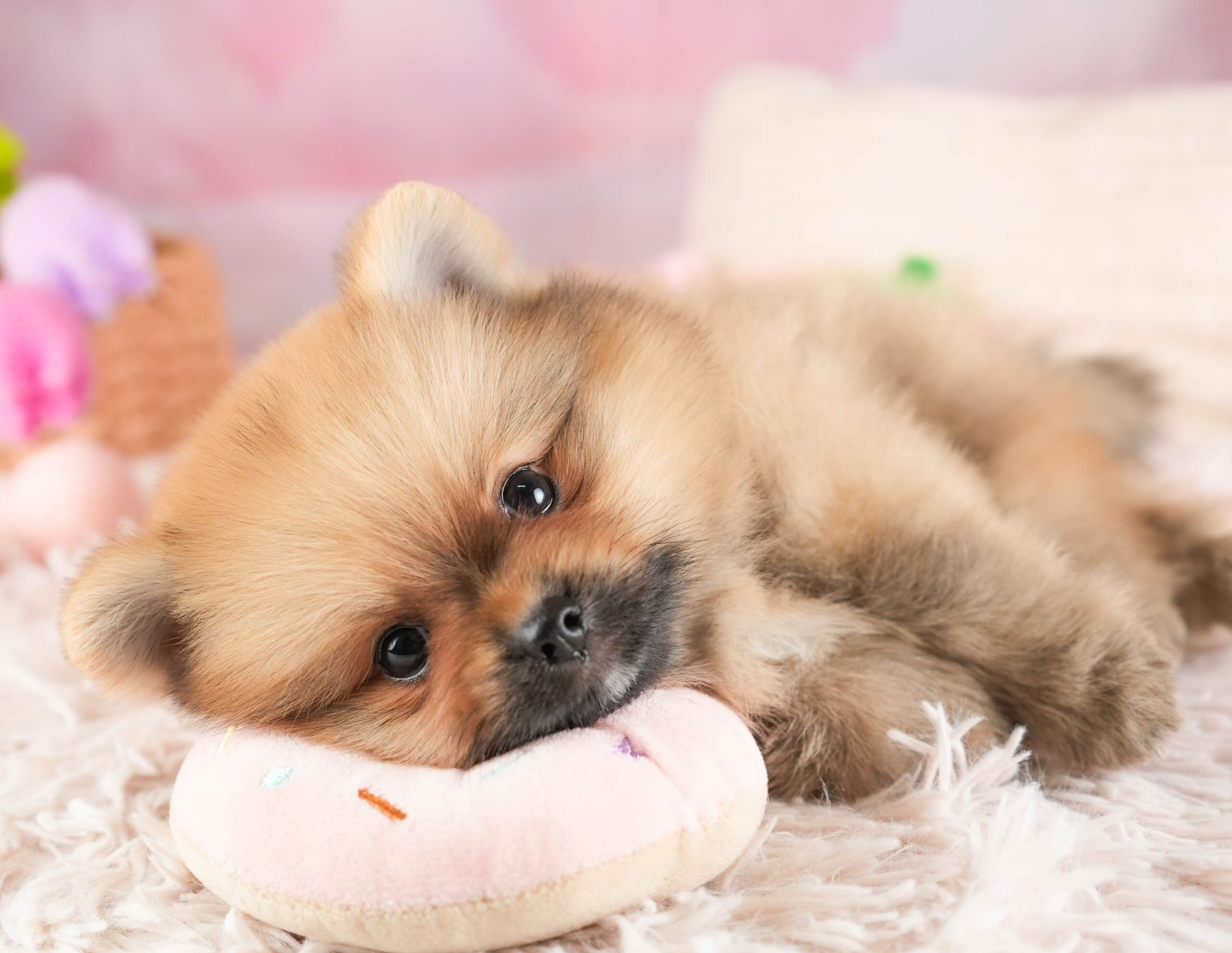 ポメラニアン | 男の子 | オレンジ | 2026年1月15日