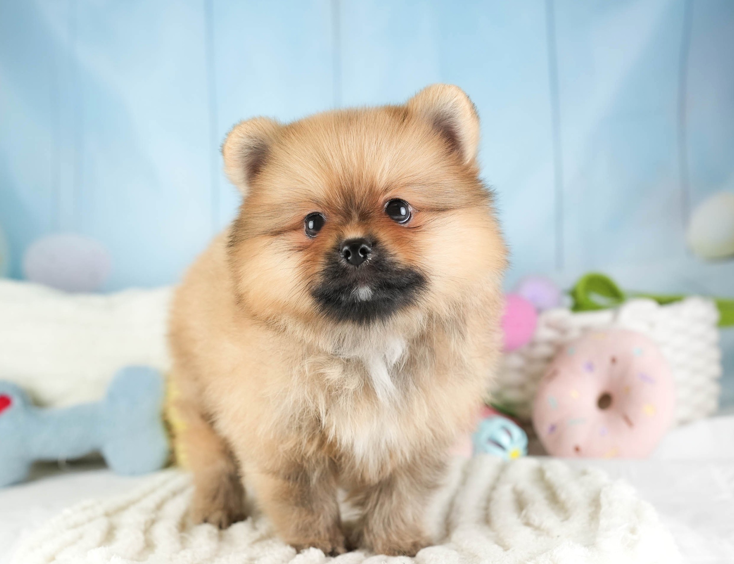 ポメラニアン | 男の子 | オレンジ | 2026年1月15日