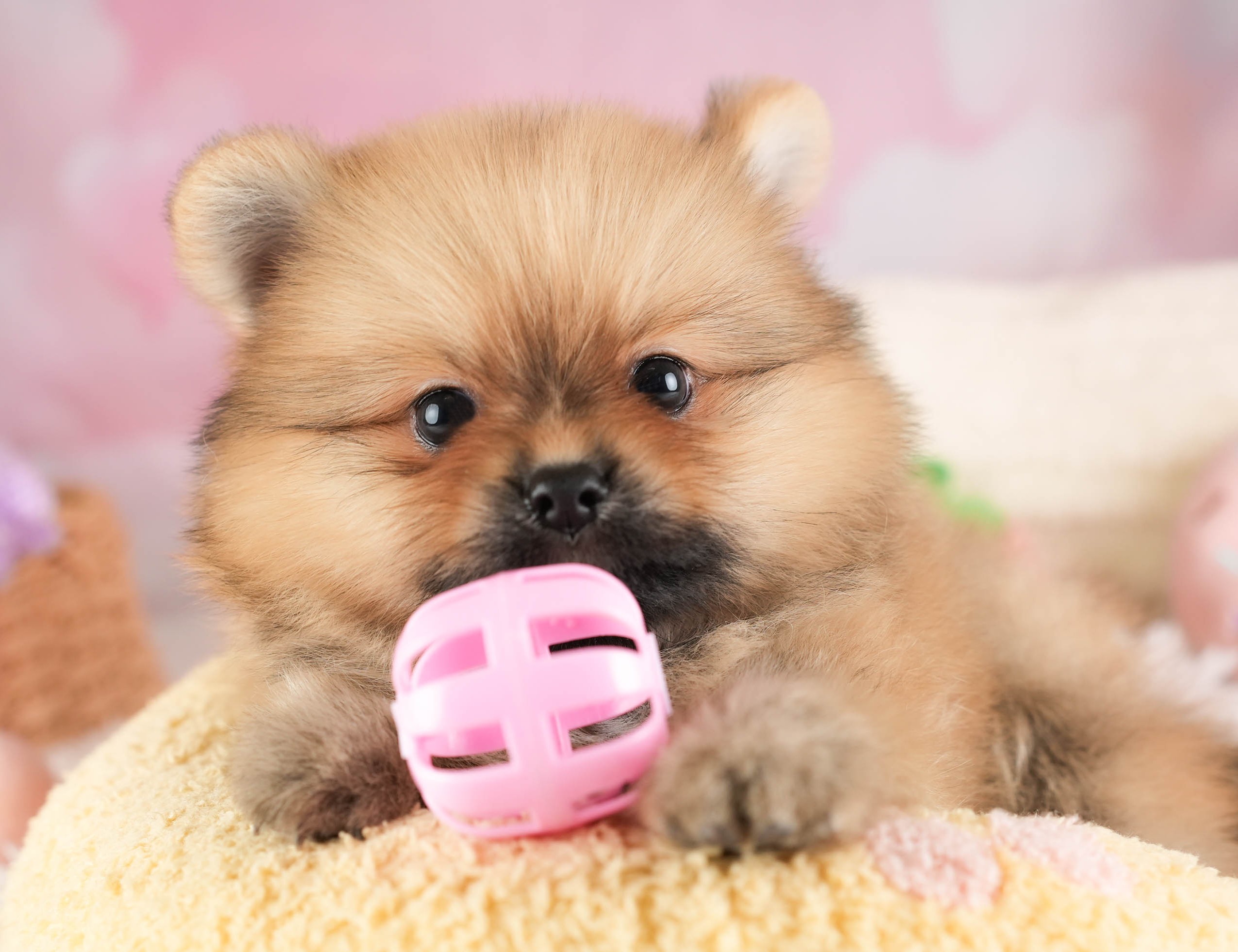 ポメラニアン | 男の子 | オレンジ | 2026年1月15日