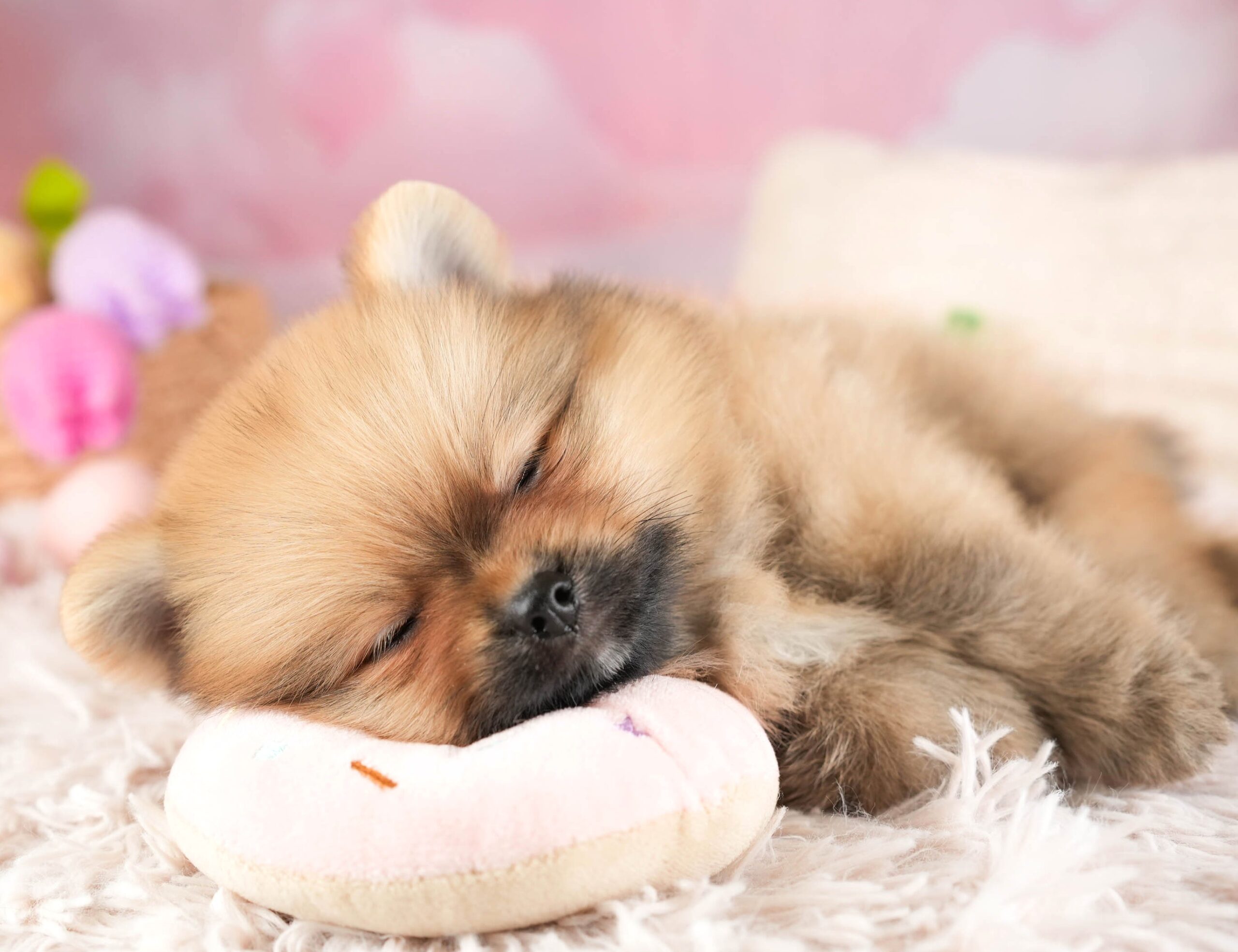 ポメラニアン | 男の子 | オレンジ | 2026年1月15日