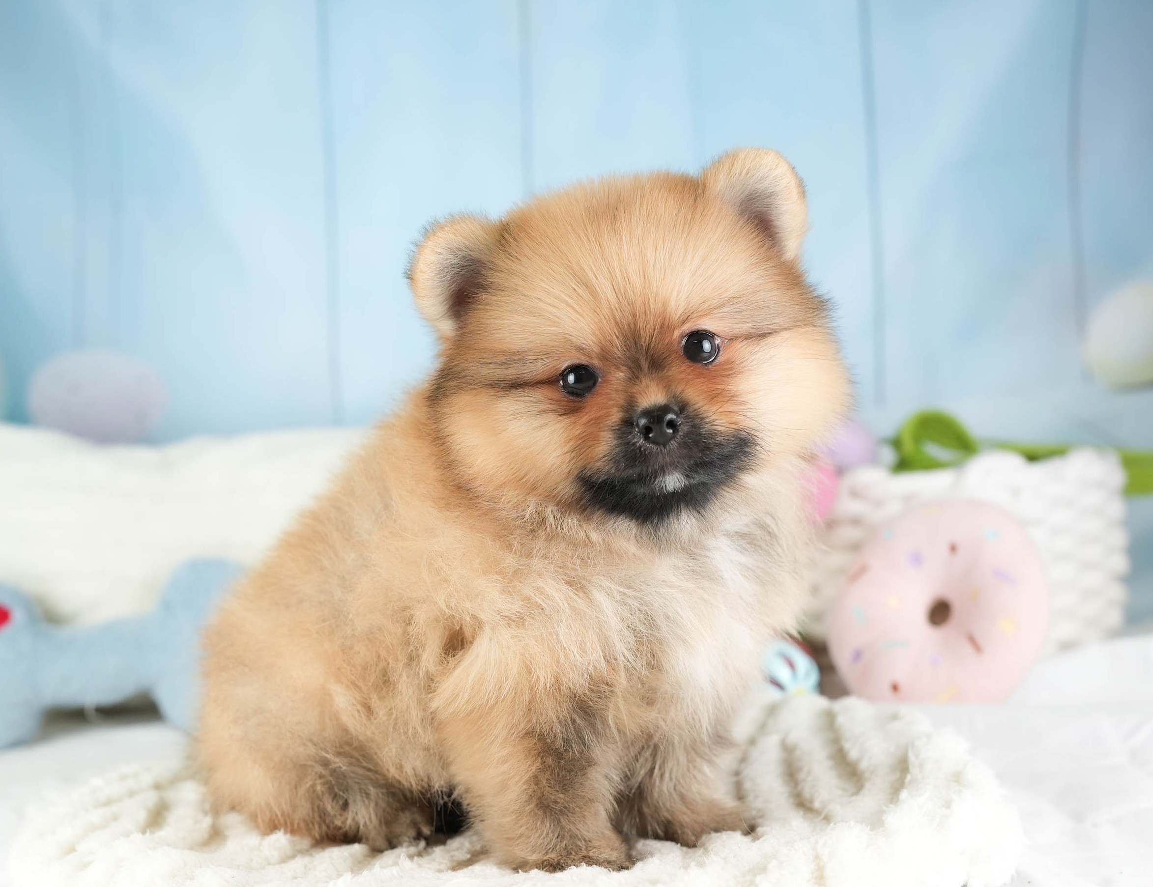 ポメラニアン | 男の子 | オレンジ | 2026年1月15日