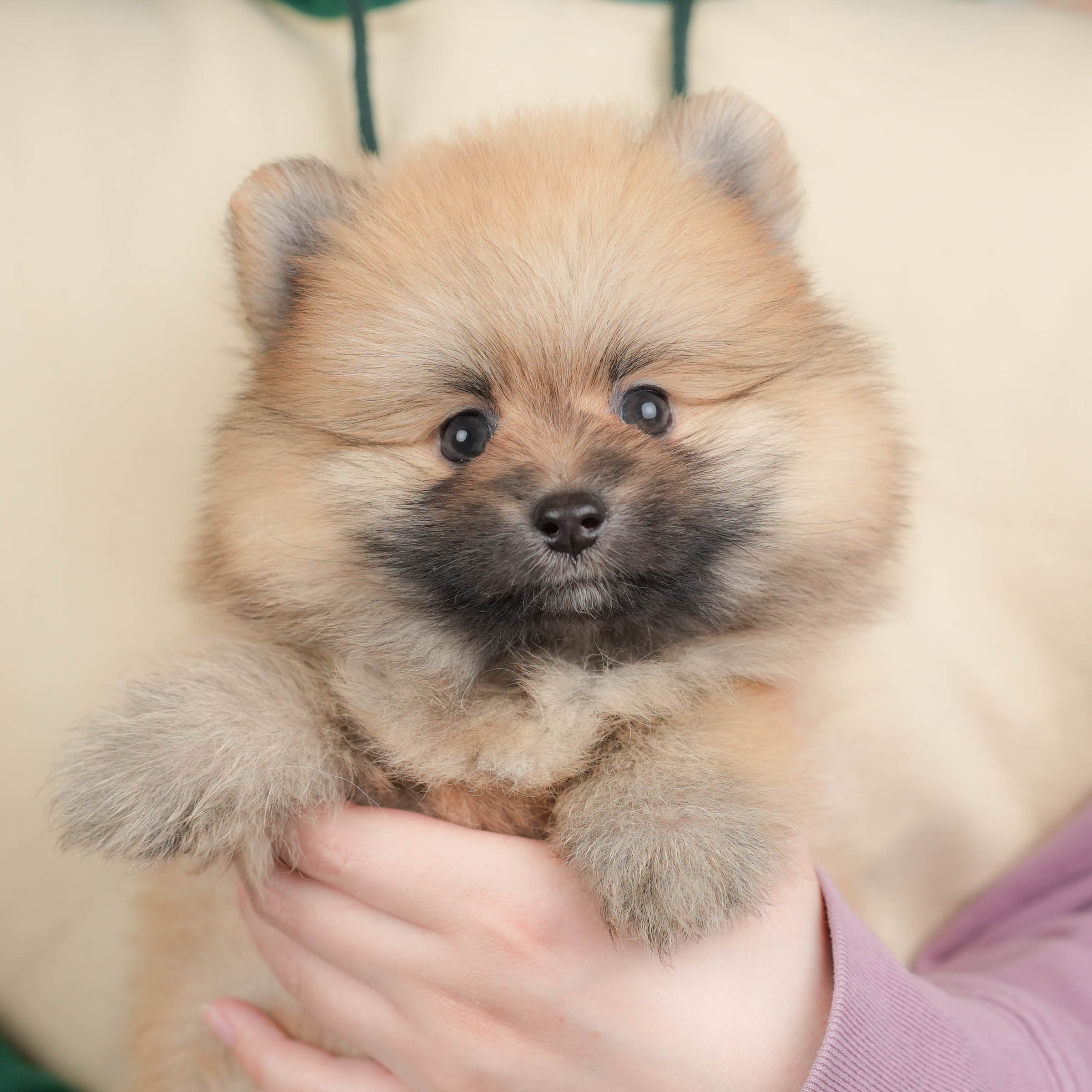 ポメラニアン | 男の子 | オレンジセーブル | 2026年1月17日