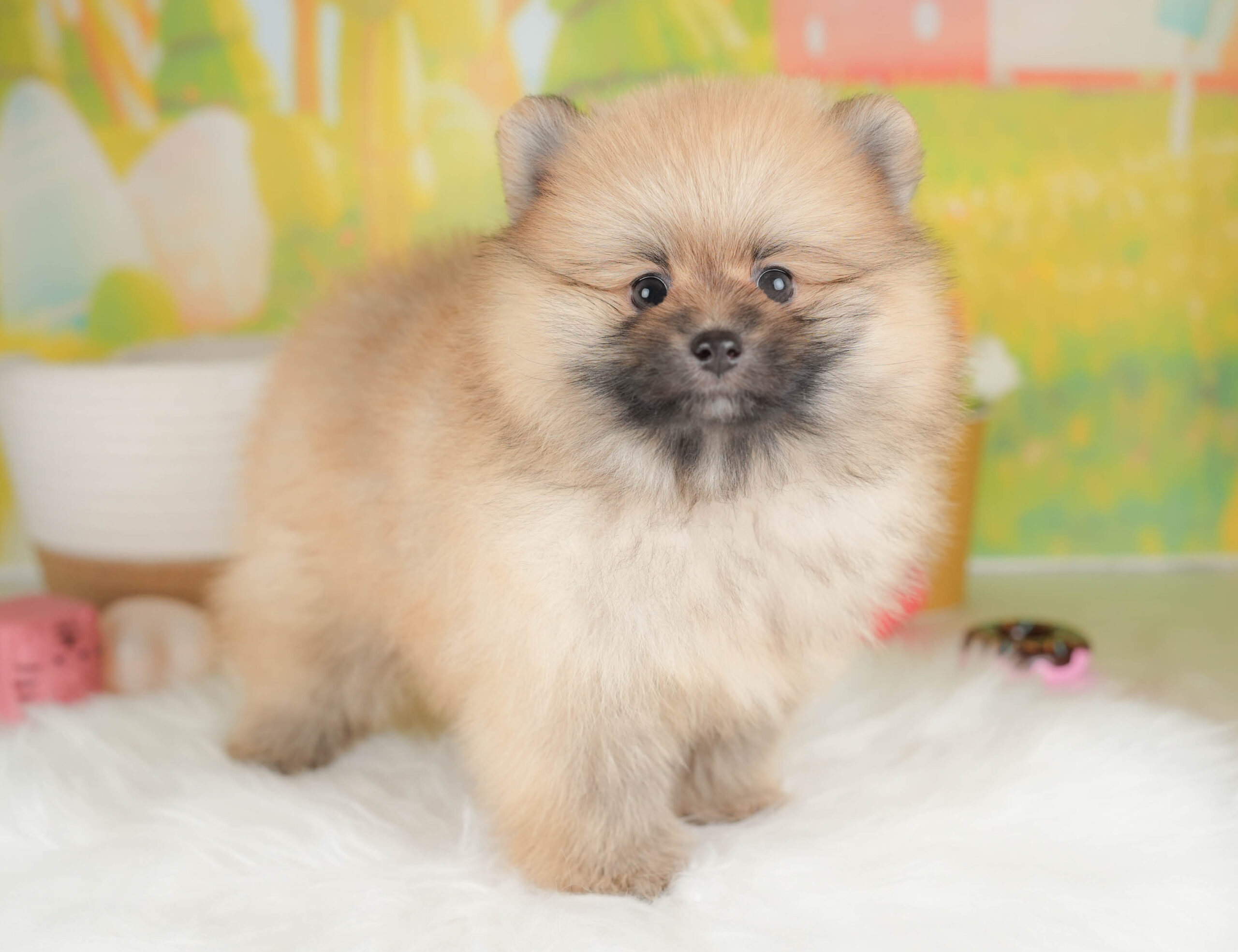 ポメラニアン | 男の子 | オレンジセーブル | 2026年1月17日