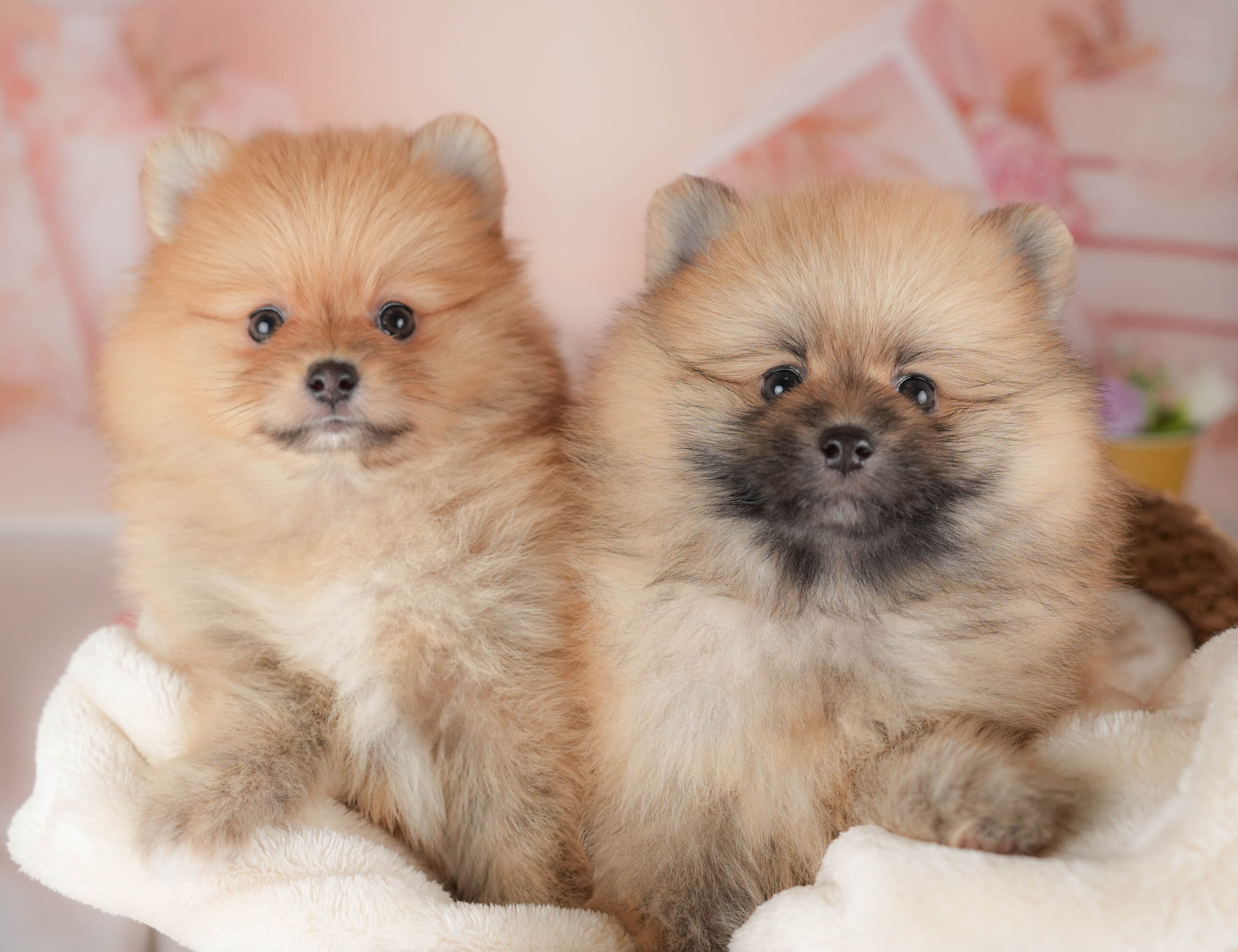 ポメラニアン | 男の子 | オレンジセーブル | 2026年1月17日