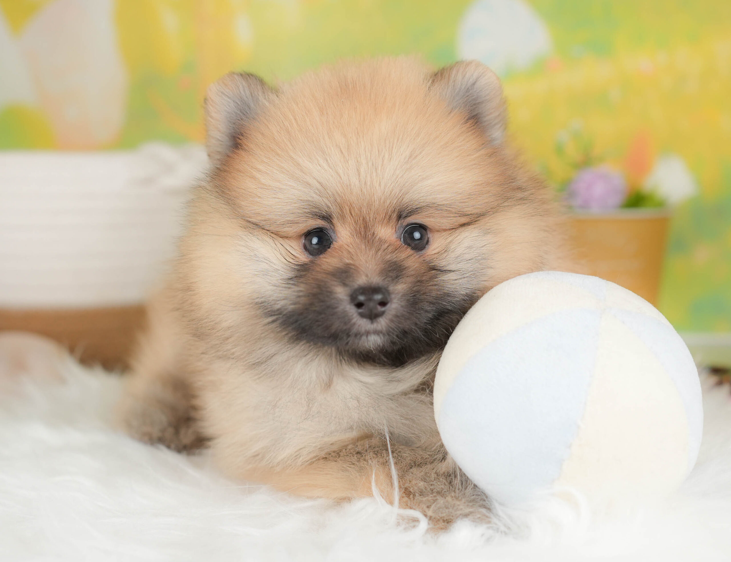 ポメラニアン | 男の子 | オレンジセーブル | 2026年1月17日