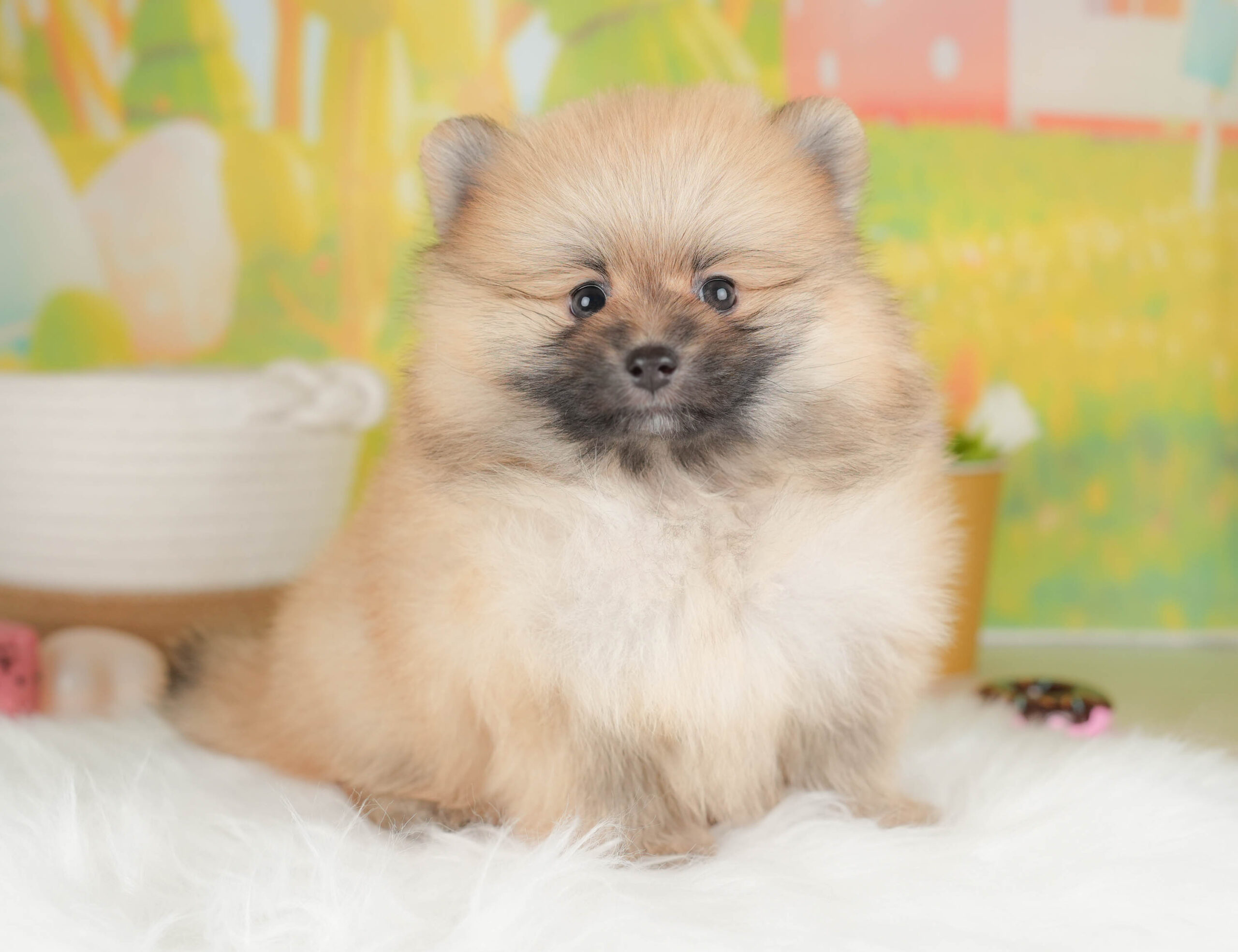 ポメラニアン | 男の子 | オレンジセーブル | 2026年1月17日