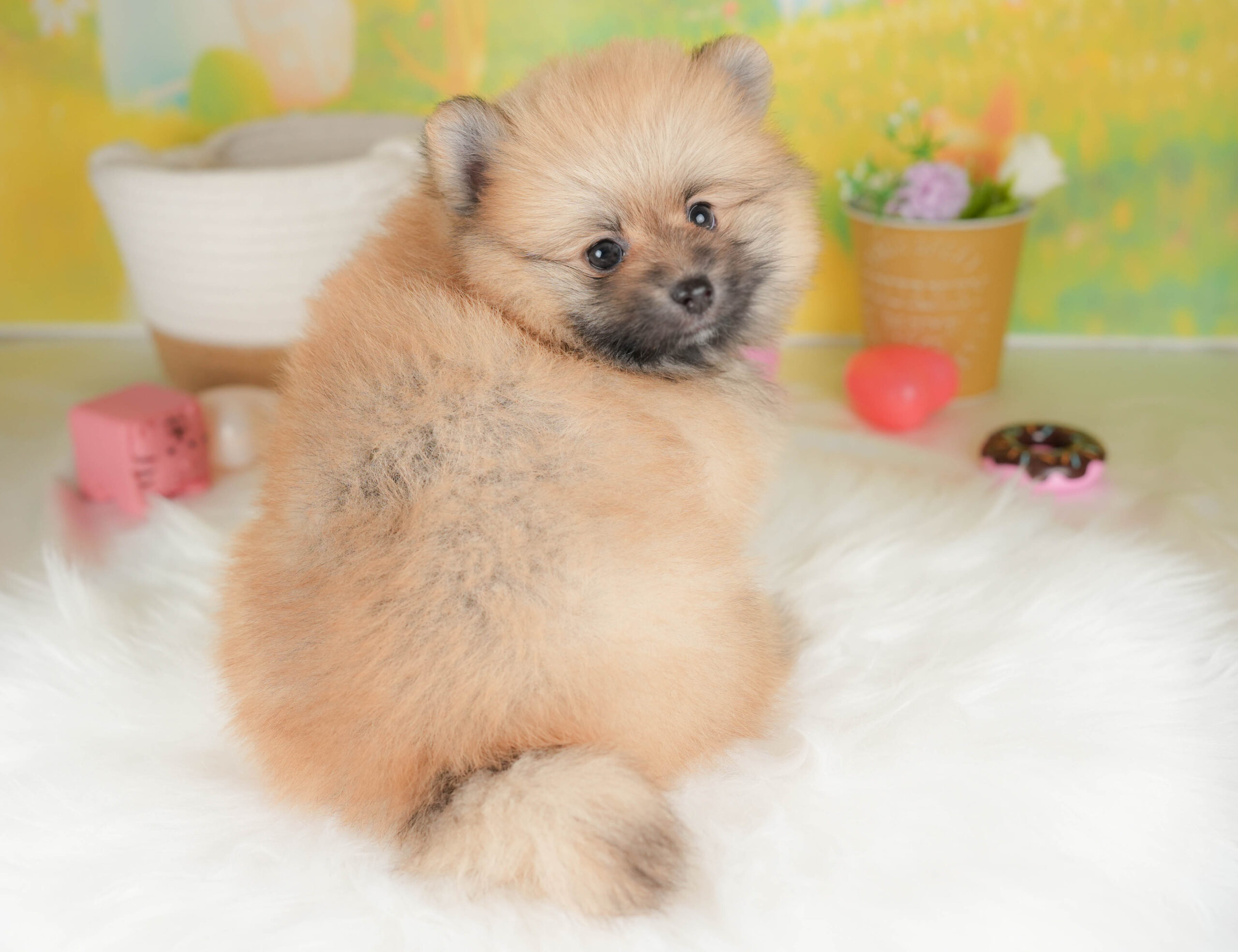 ポメラニアン | 男の子 | オレンジセーブル | 2026年1月17日