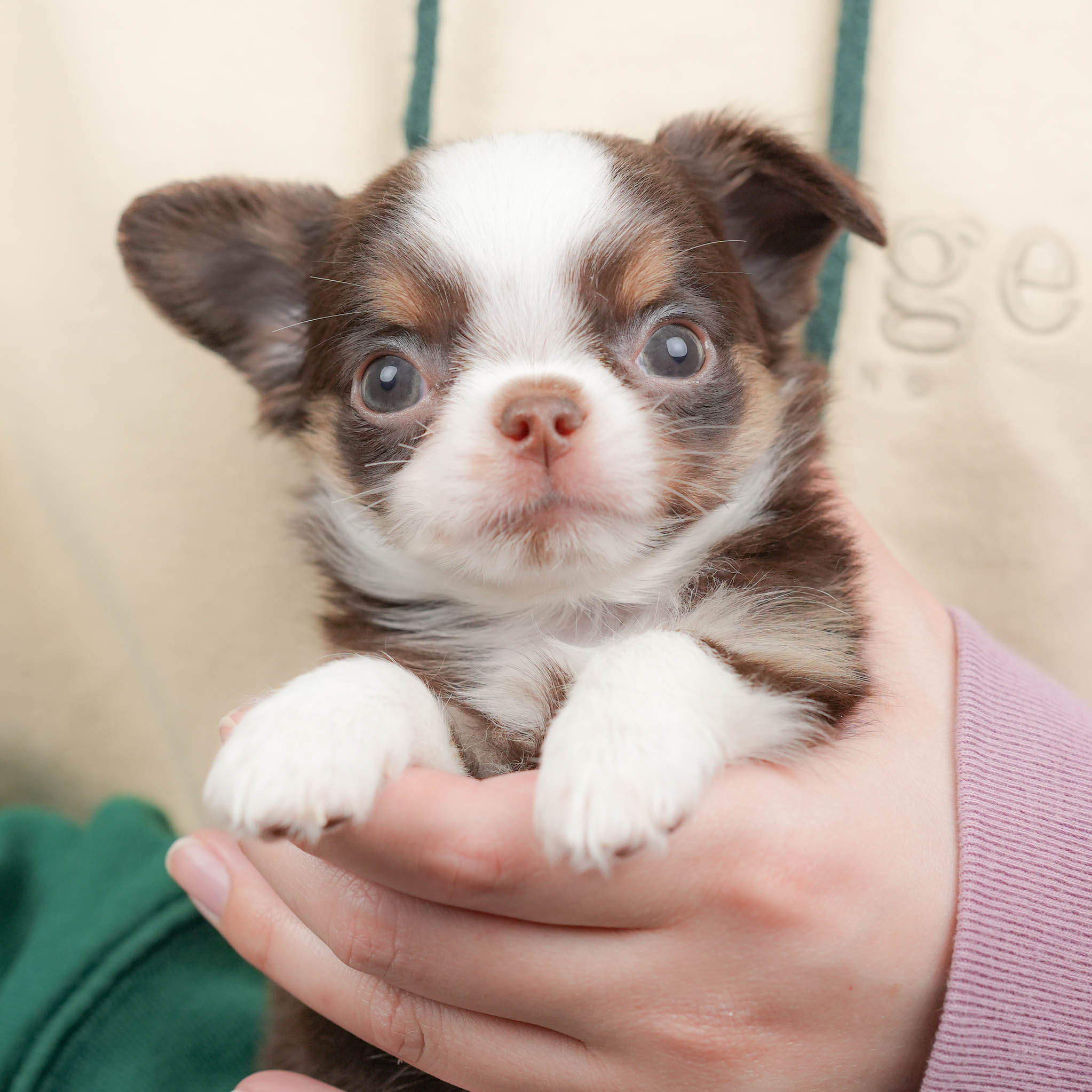 チワワ(ロング) | 男の子 | チョコタン＆ホワイト | 2026年1月18日