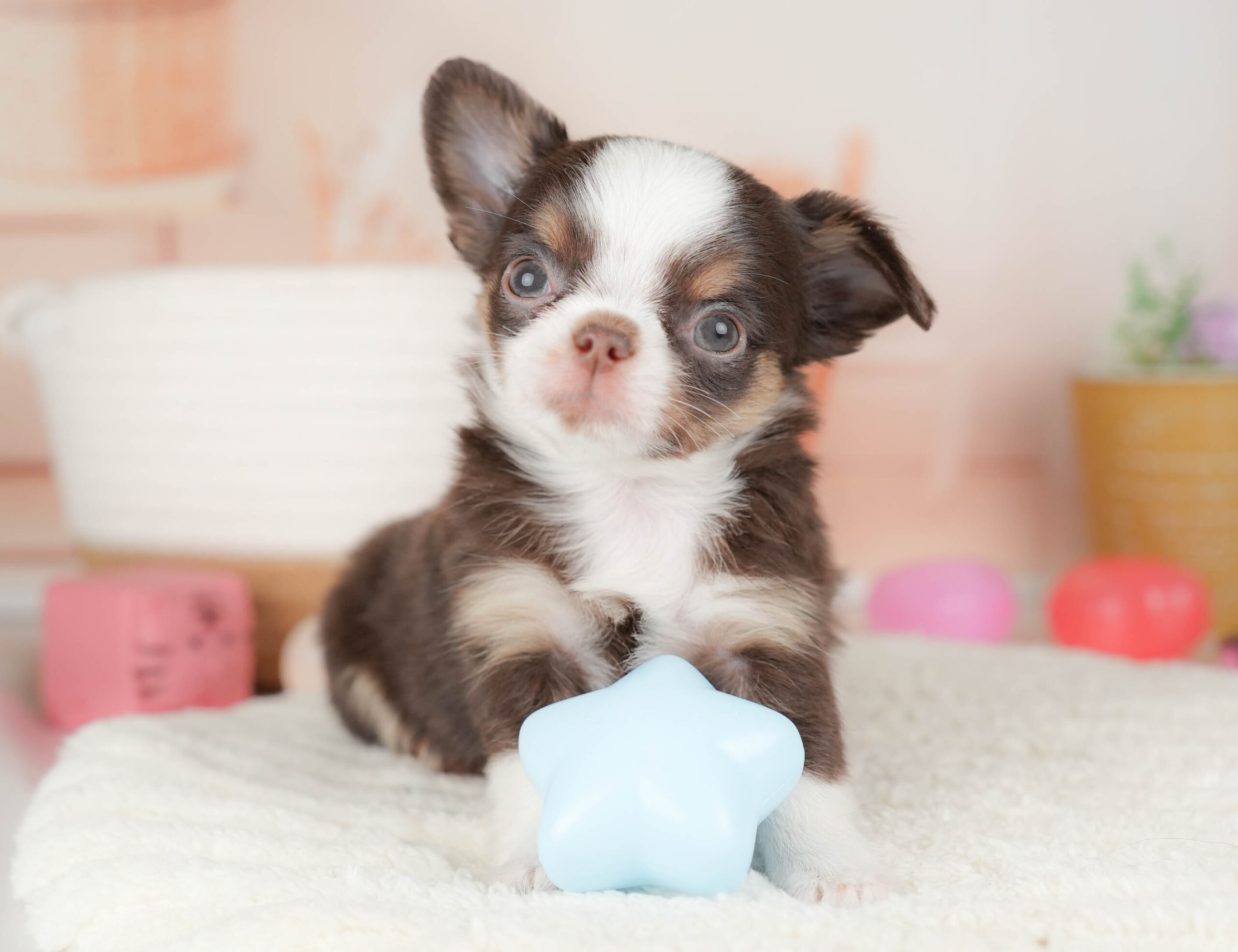チワワ(ロング) | 男の子 | チョコタン＆ホワイト | 2026年1月18日