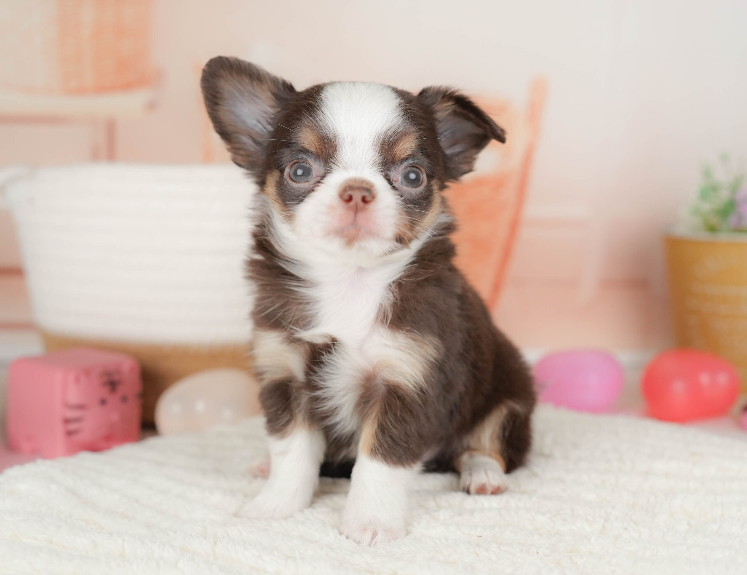 チワワ(ロング) | 男の子 | チョコタン＆ホワイト | 2026年1月18日