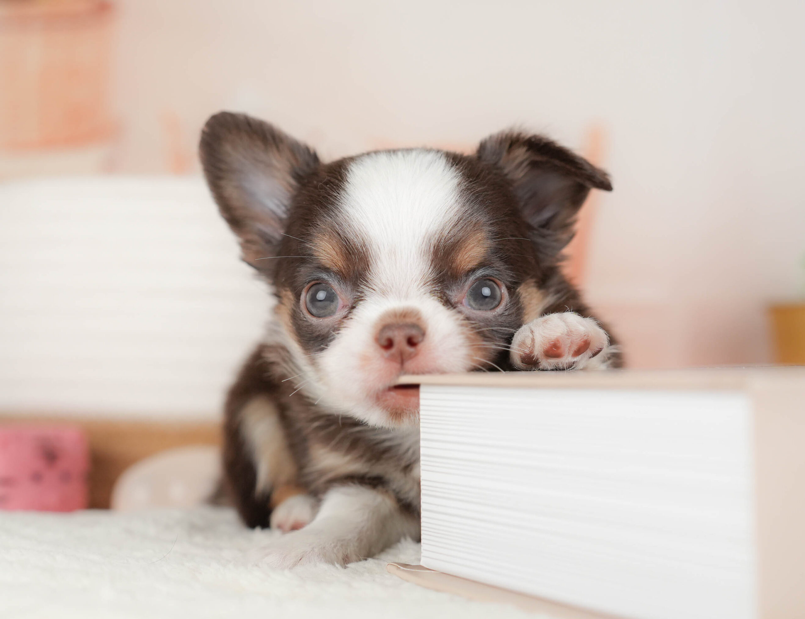 チワワ(ロング) | 男の子 | チョコタン＆ホワイト | 2026年1月18日