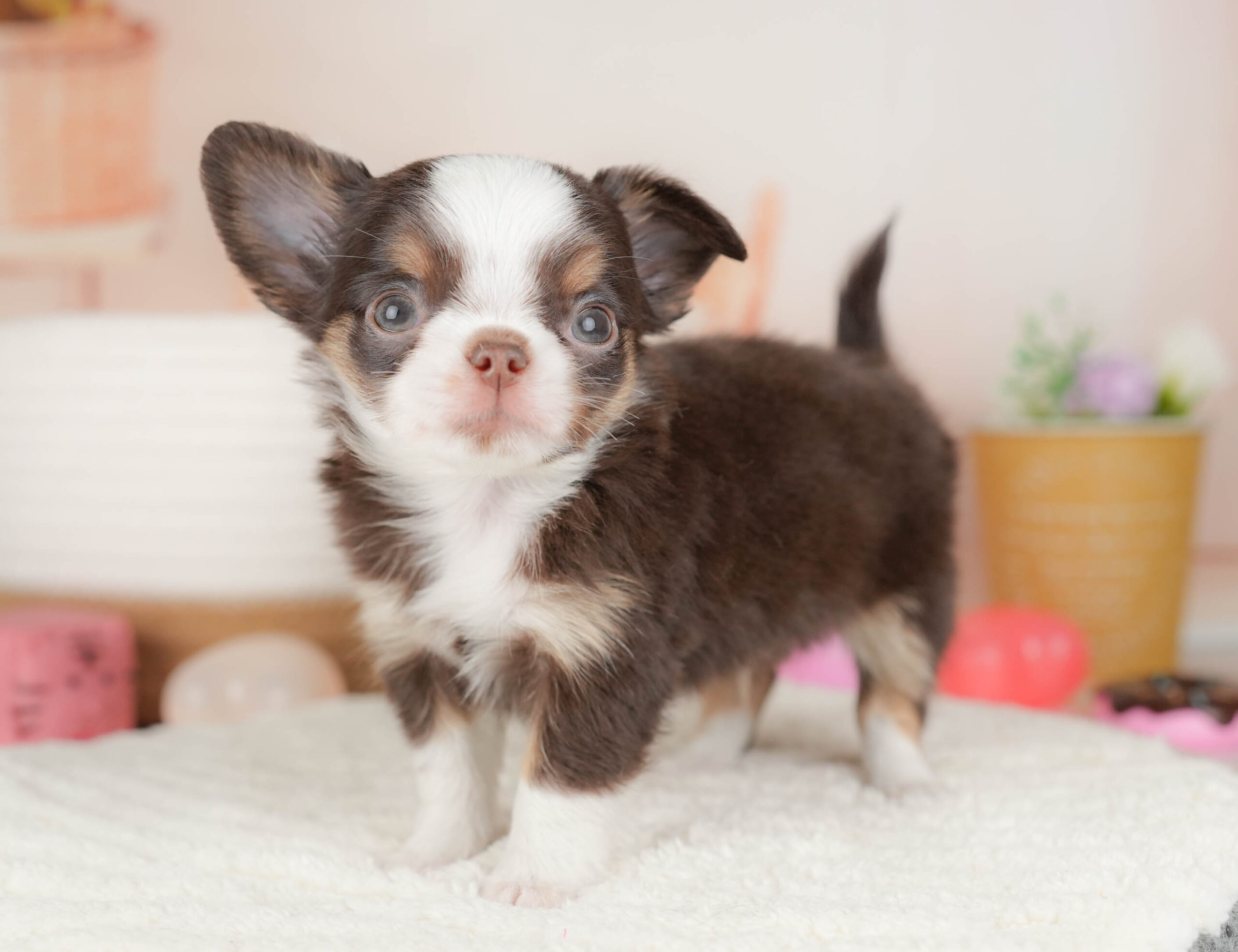 チワワ(ロング) | 男の子 | チョコタン＆ホワイト | 2026年1月18日