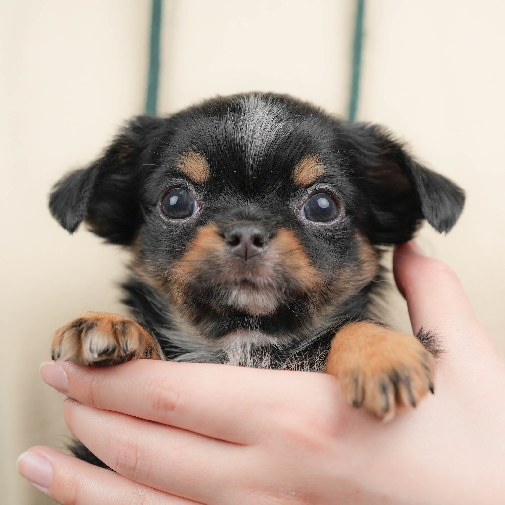 チワワ(ロング) | 男の子 | ブラックタン＆ホワイト | 2026年1月18日