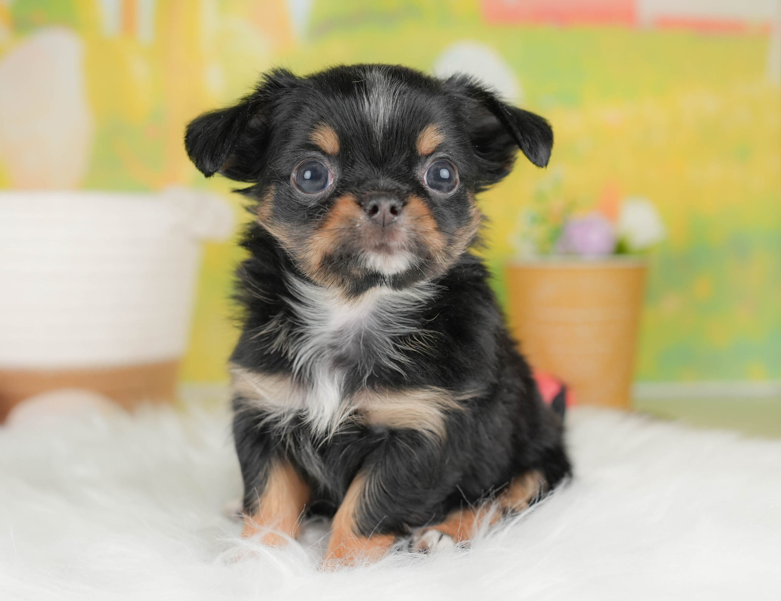 チワワ(ロング) | 男の子 | ブラックタン＆ホワイト | 2026年1月18日