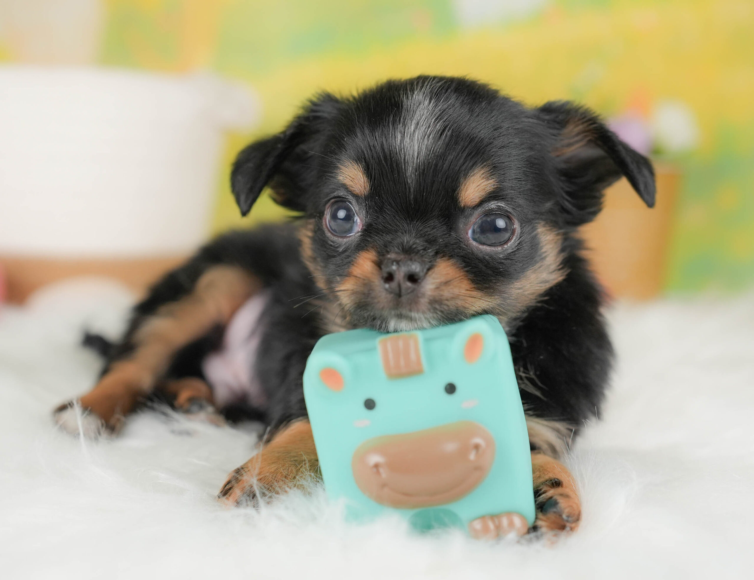 チワワ(ロング) | 男の子 | ブラックタン＆ホワイト | 2026年1月18日