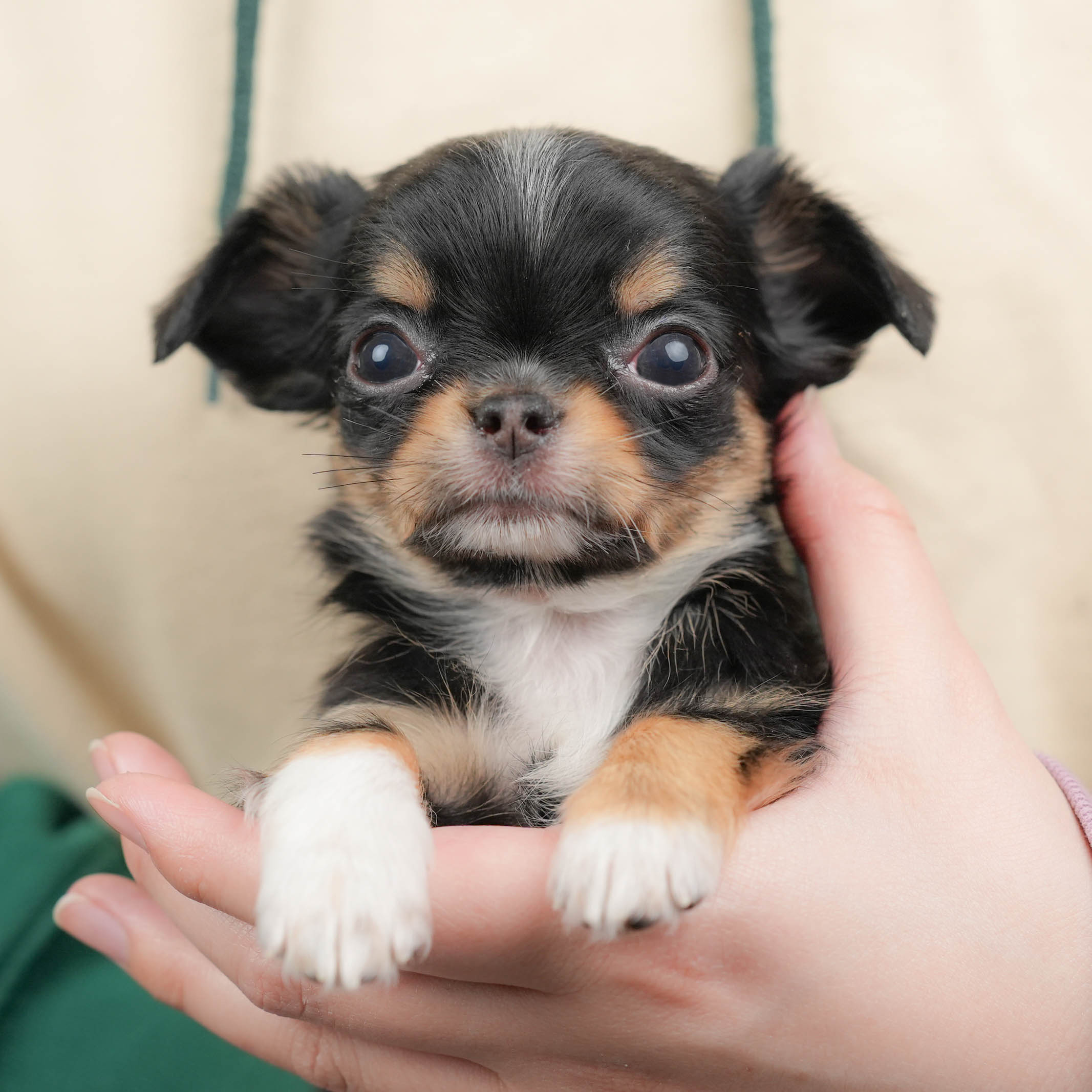 チワワ(ロング) | 女の子 | ブラックタン＆ホワイト | 2026年1月18日