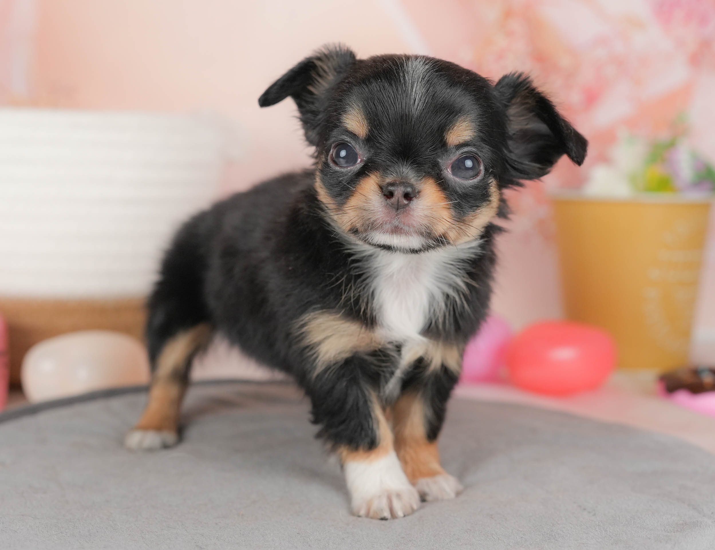 チワワ(ロング) | 女の子 | ブラックタン＆ホワイト | 2026年1月18日