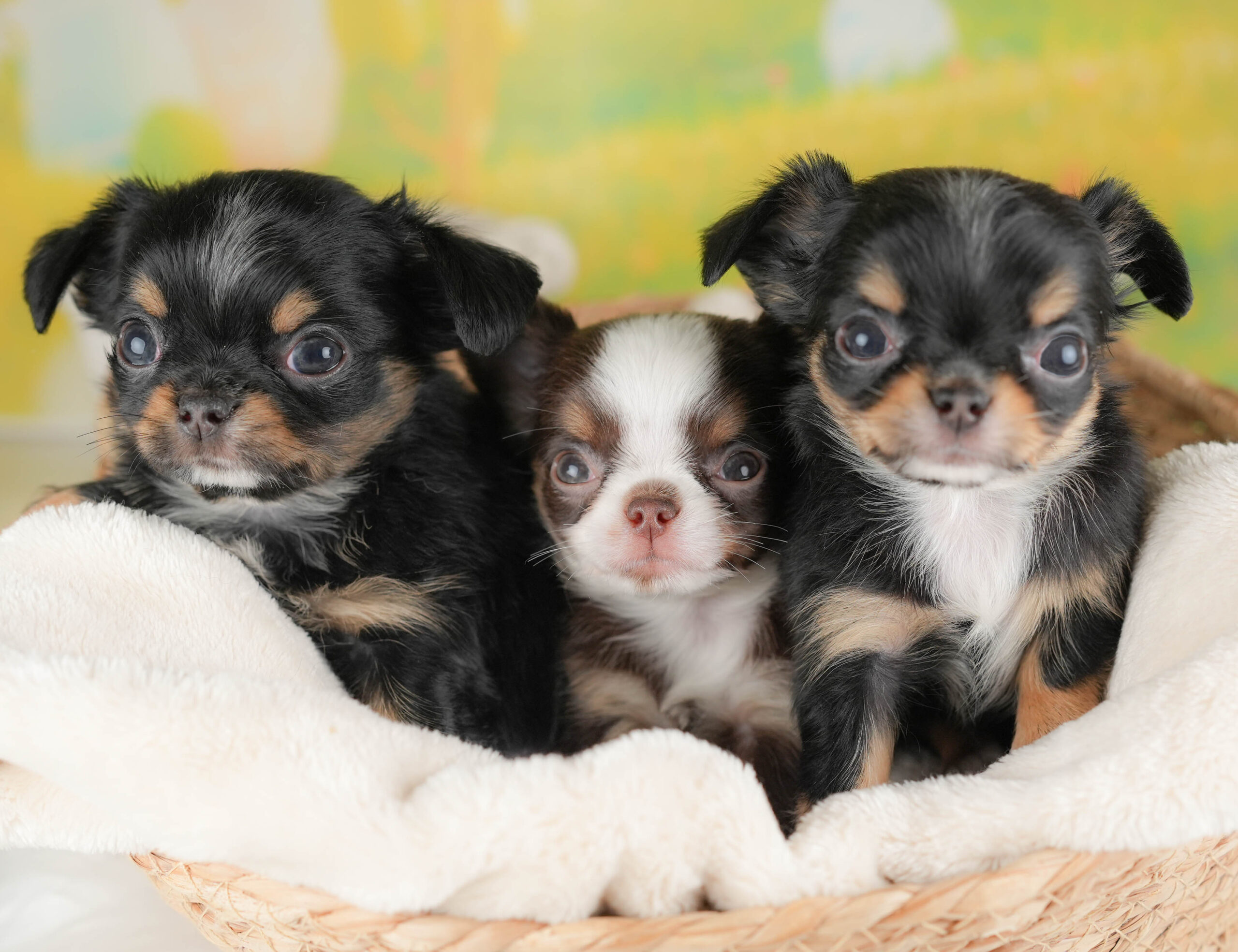 チワワ(ロング) | 女の子 | ブラックタン＆ホワイト | 2026年1月18日