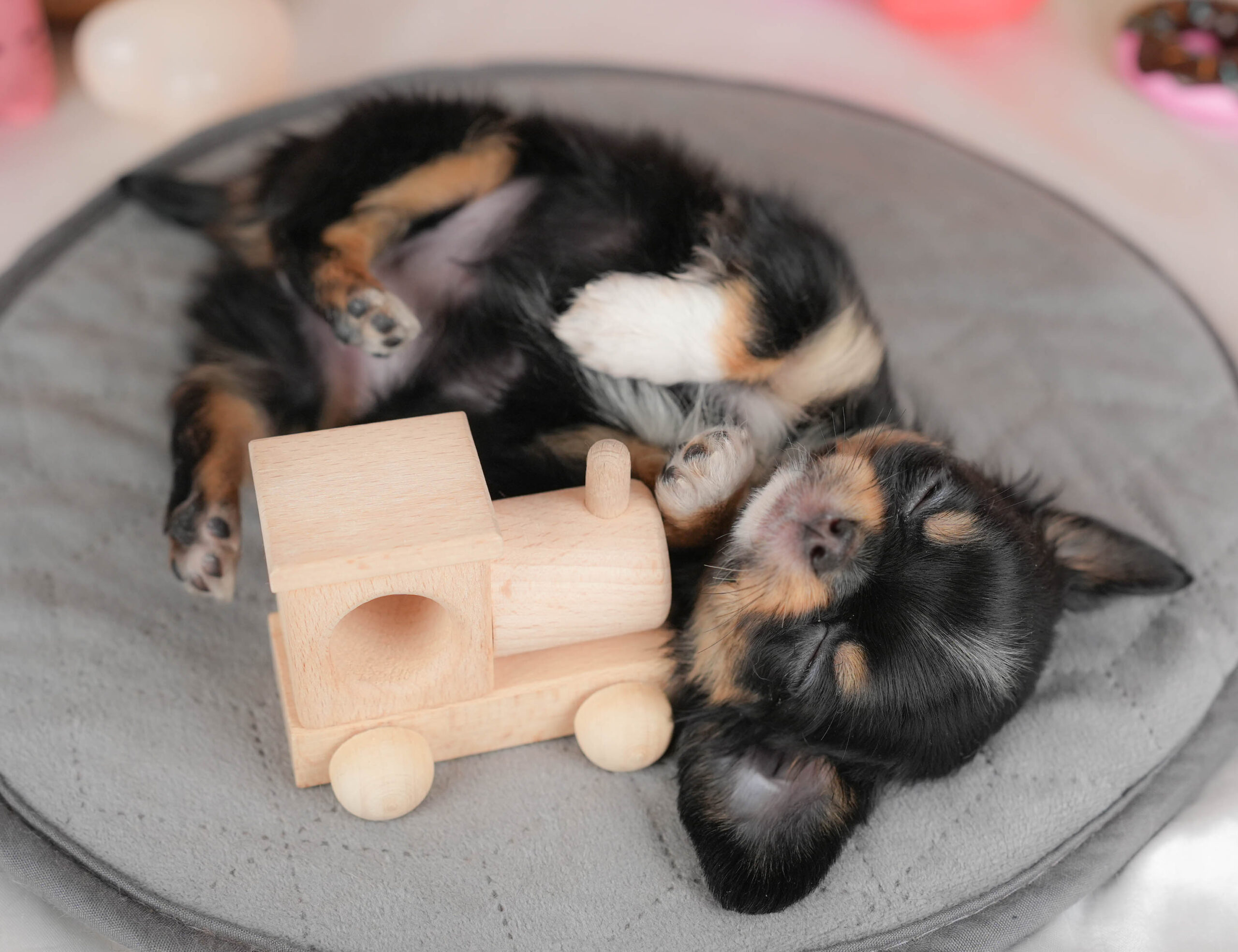 チワワ(ロング) | 女の子 | ブラックタン＆ホワイト | 2026年1月18日