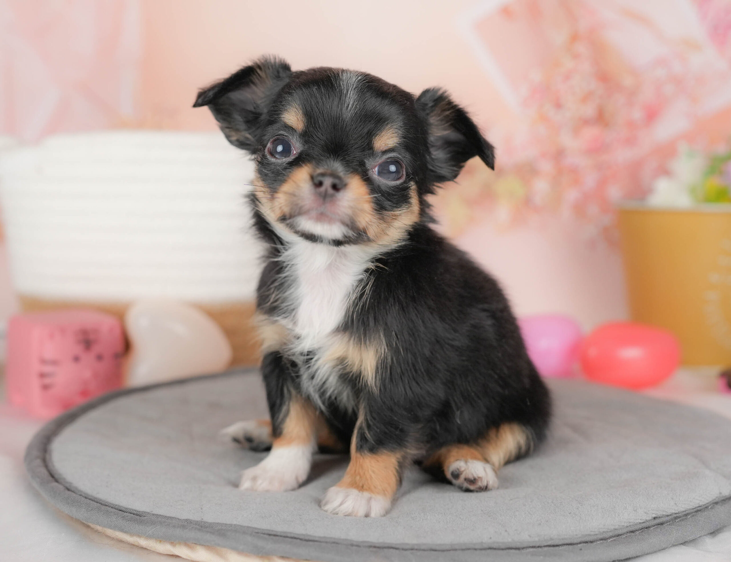 チワワ(ロング) | 女の子 | ブラックタン＆ホワイト | 2026年1月18日